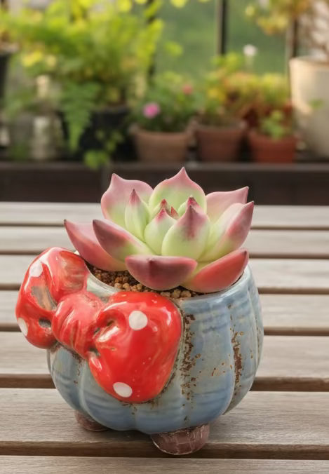 Succulent Festive Blue Bow Planter – Echeveria Agavoides 'Romeo' - SlowBloomGreens