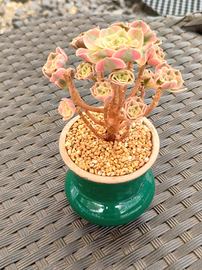 Succulent Rustica Emerald Planter - Aeonium 'Sunburst' - SlowBloomGreens