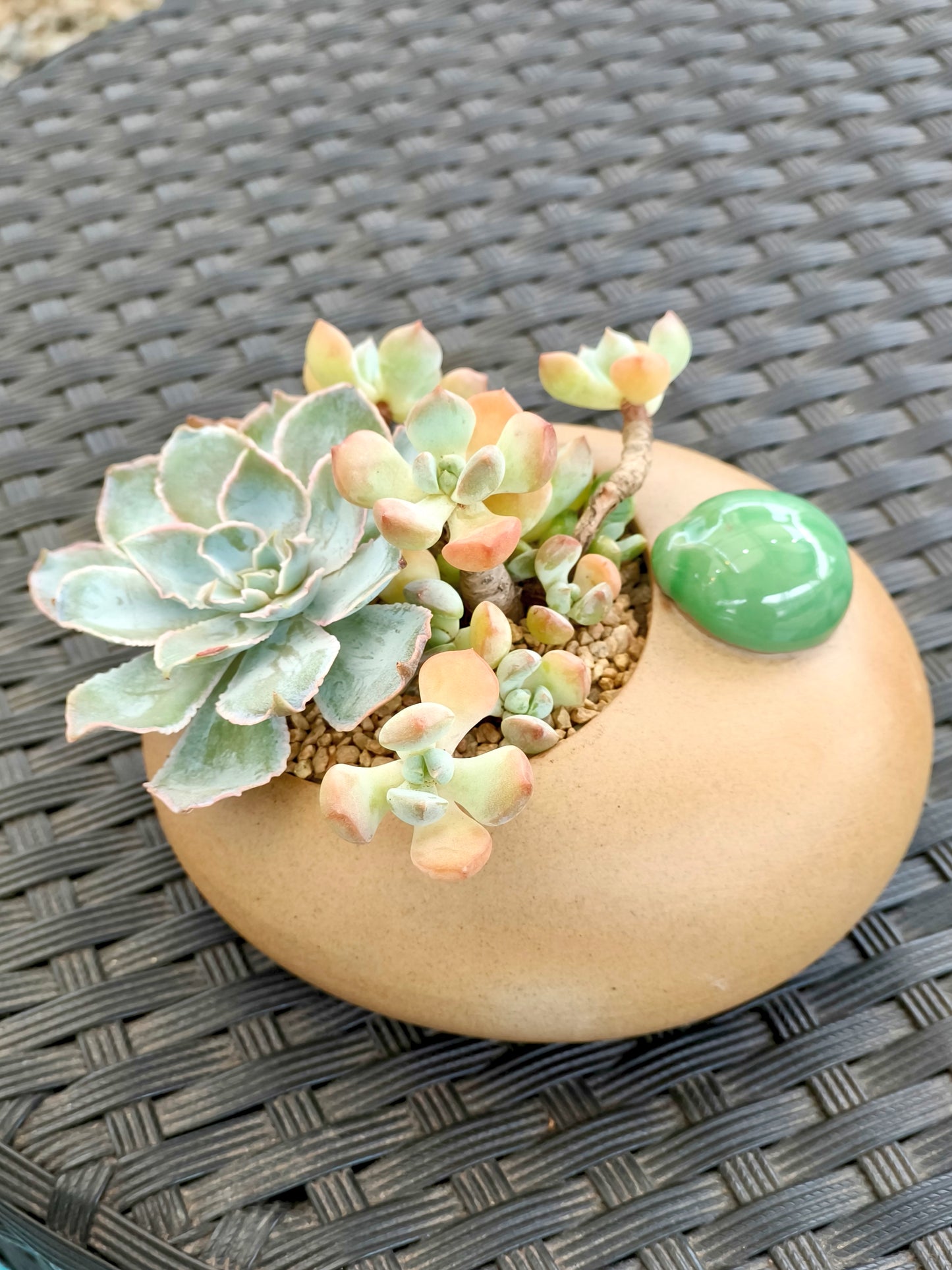 Succulent Seven-Spotted Ladybug Planter – Handcrafted Succulents