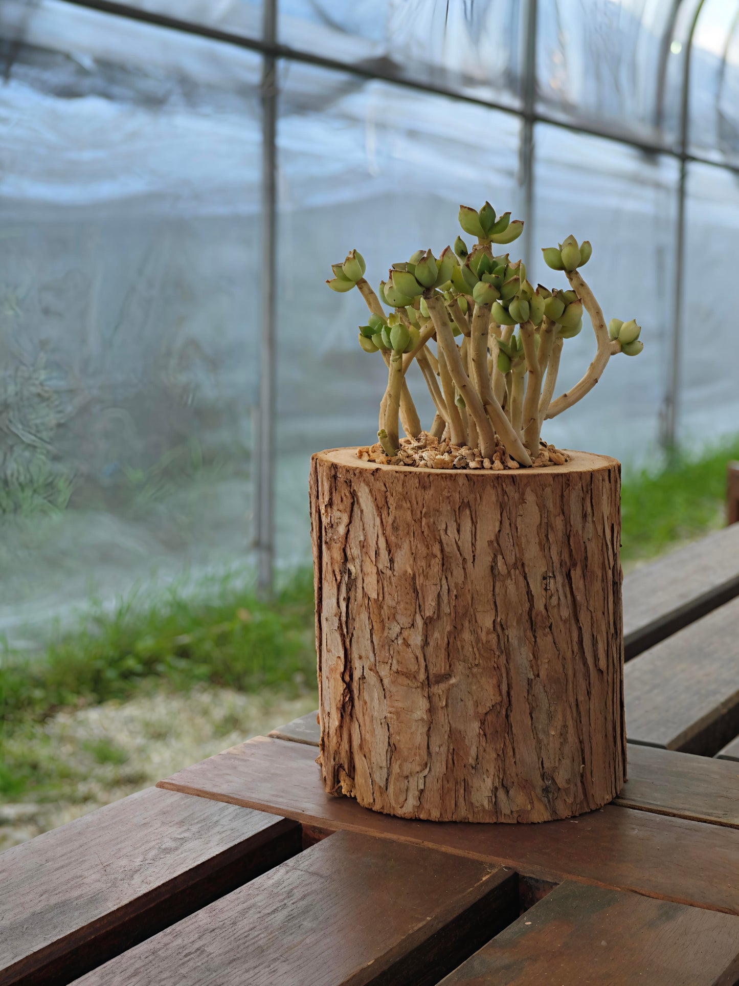 Succulent Nature Log - Echeveria Supia