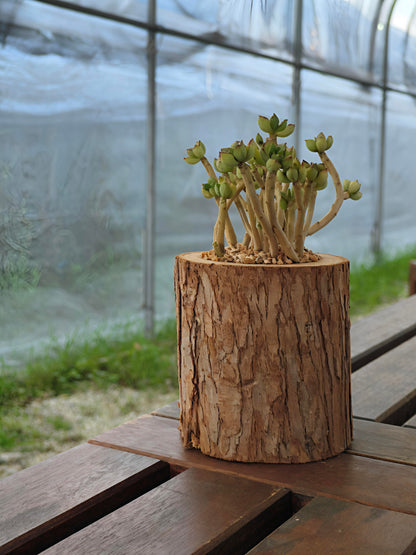 Succulent Nature Log - Echeveria Supia