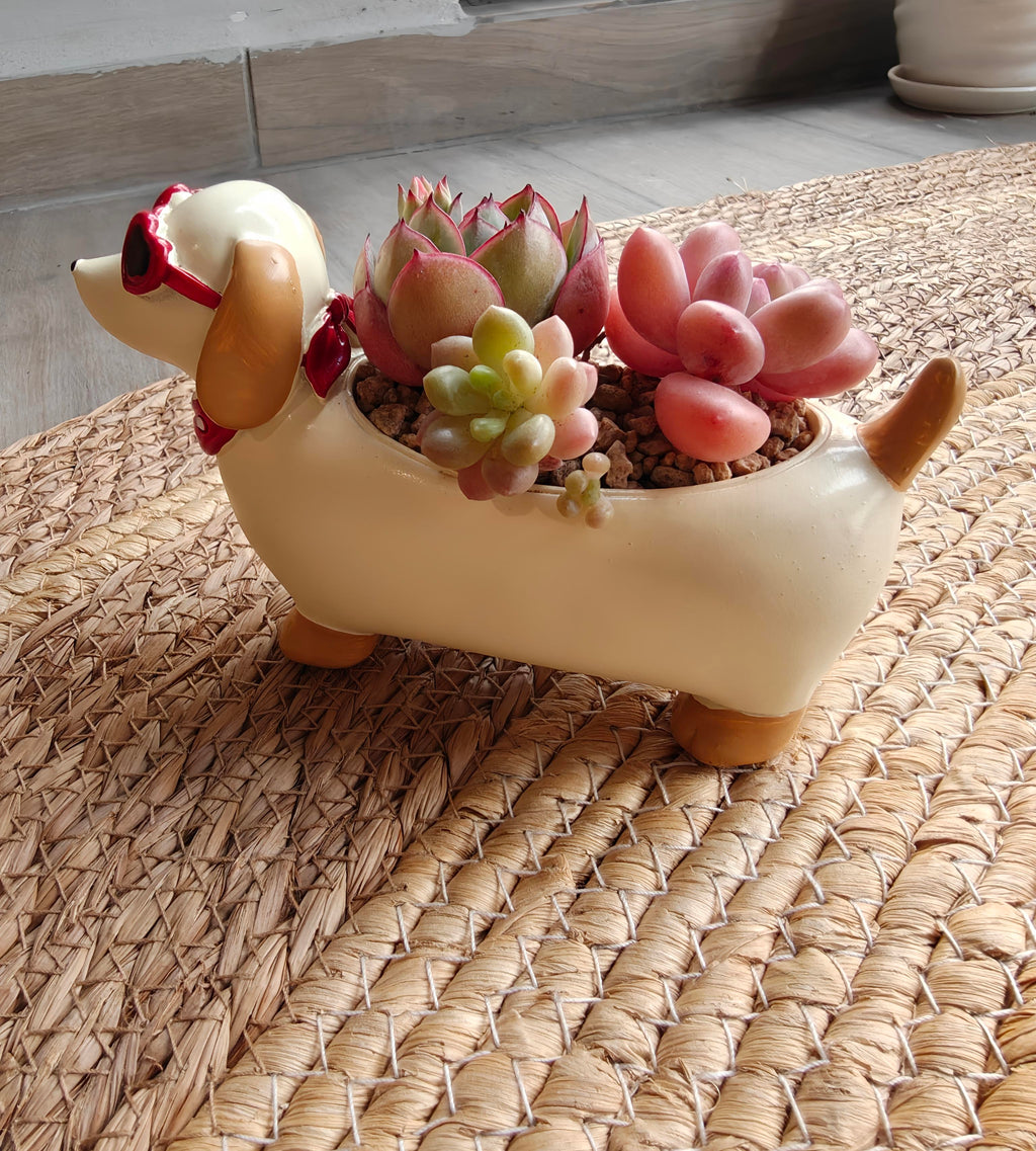 Succulent Dachshund Planter – Mixed Succulent Arrangement (Heart Sunglasses) - SlowBloomGreens