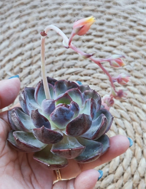 Echeveria ‘Black Prince’ – Bare Root Succulent (BP2) - SlowBloomGreens