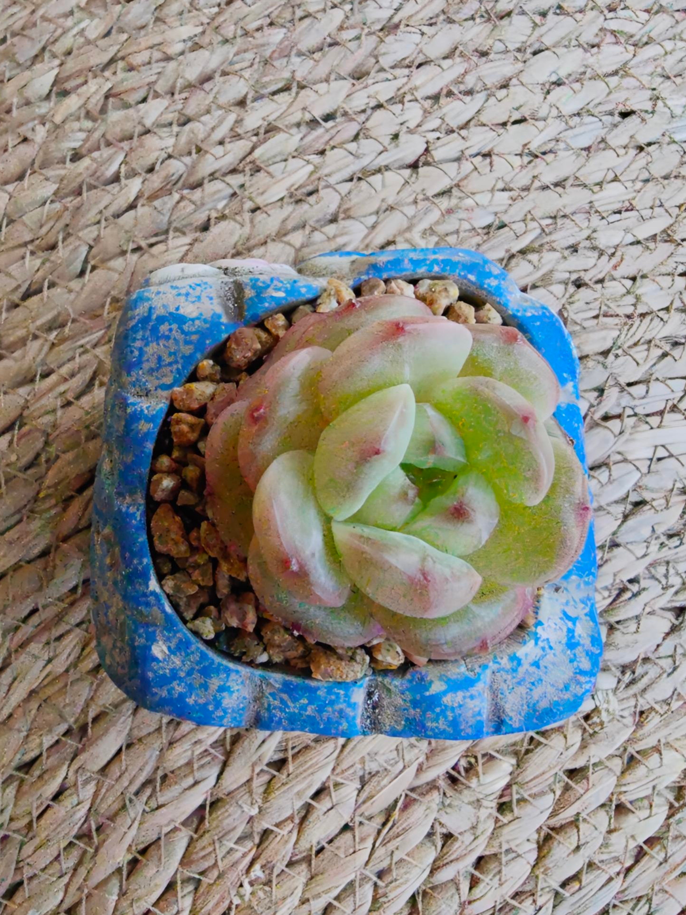 Rustic Bloom Succulent Planter – Echeveria hybrid - SlowBloomGreens