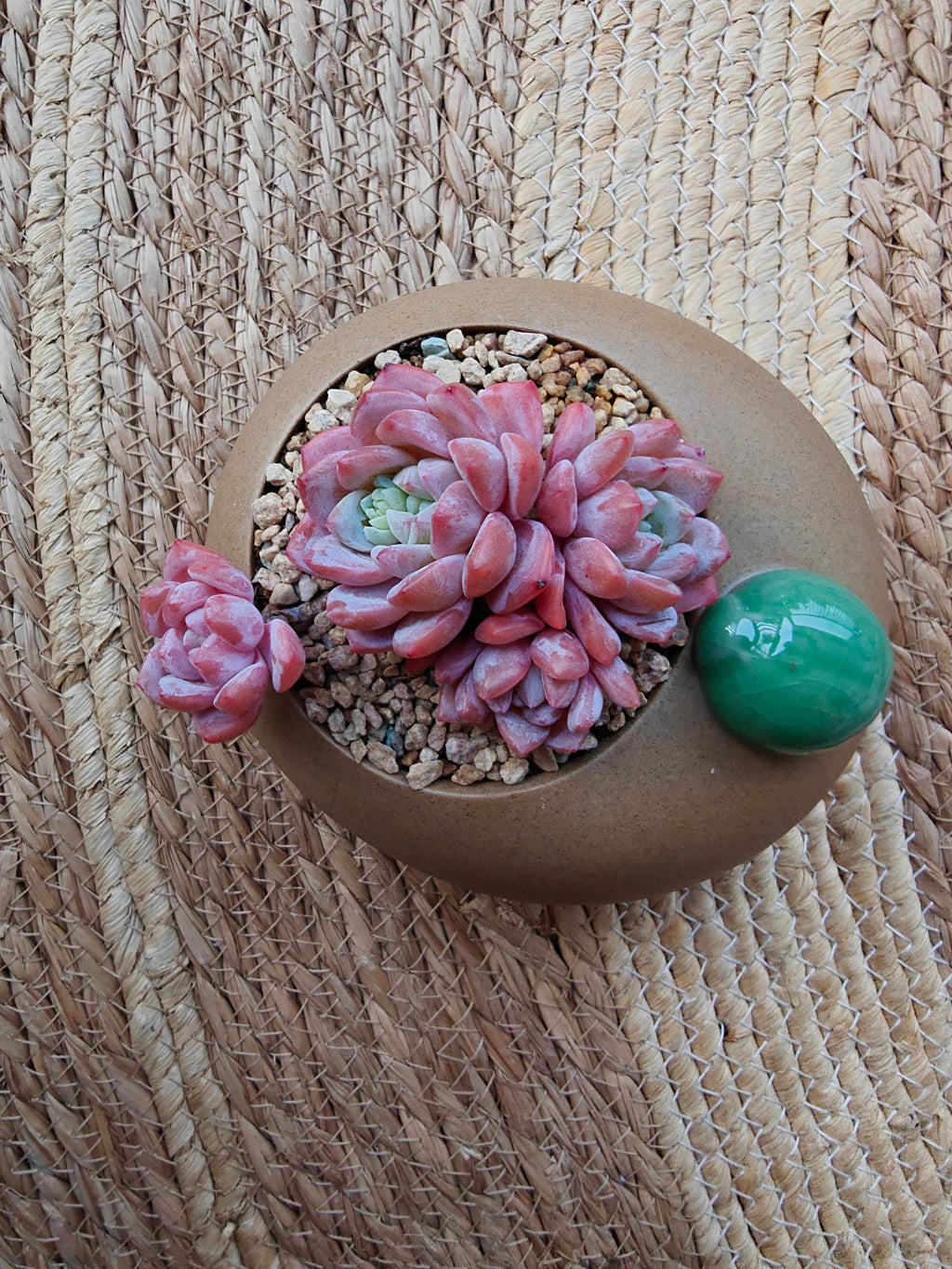 Succulent Seven-Spotted Ladybug Planter – Echeveria 'Cherry Blossom' - SlowBloomGreens