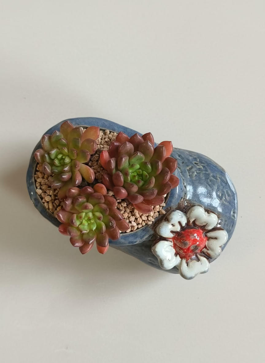 Succulent Mary Jane Charm Violet Planter - Pink Ruby