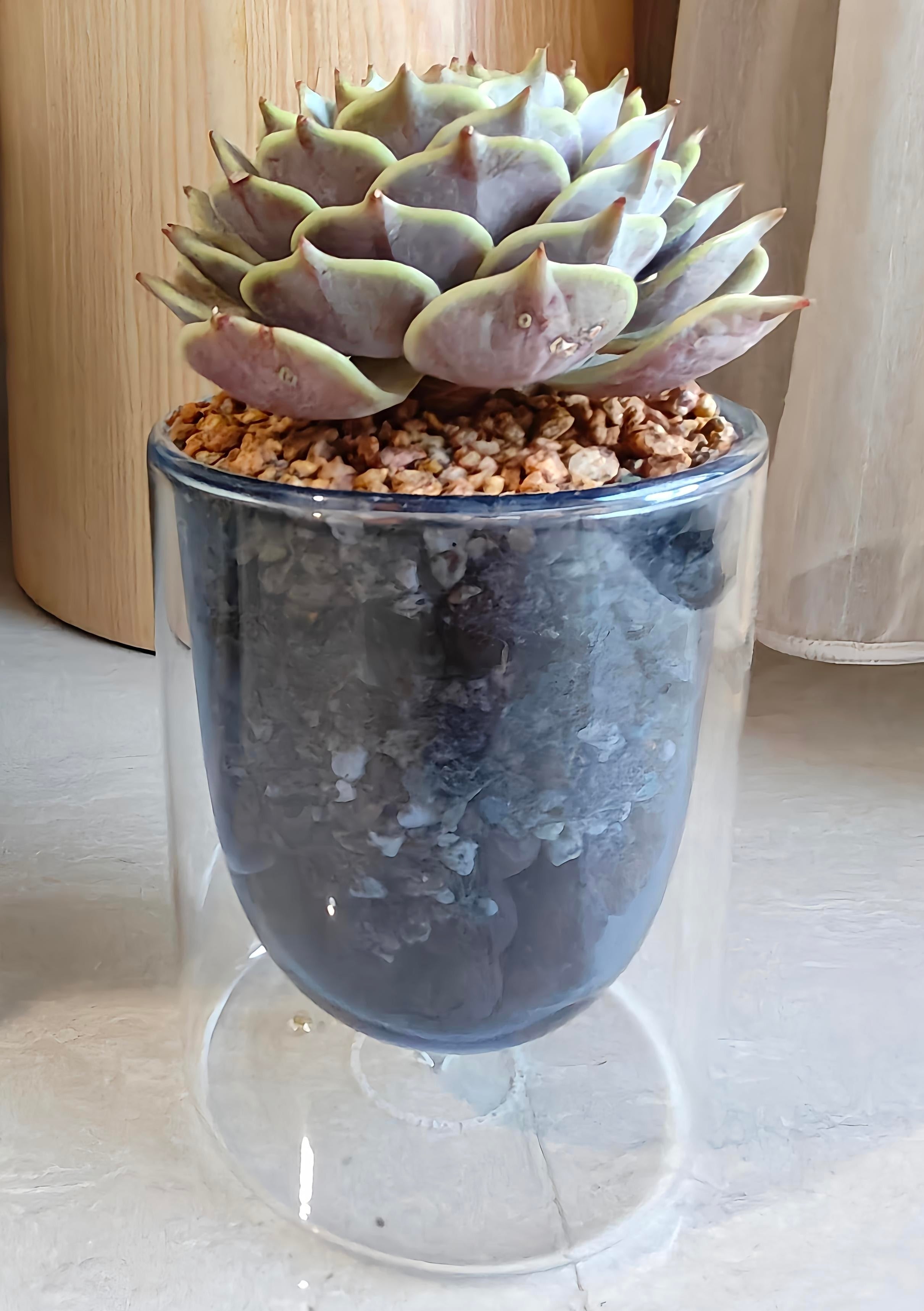Succulent Glass Oasis Planter – Echeveria ‘Lola’ - SlowBloomGreens