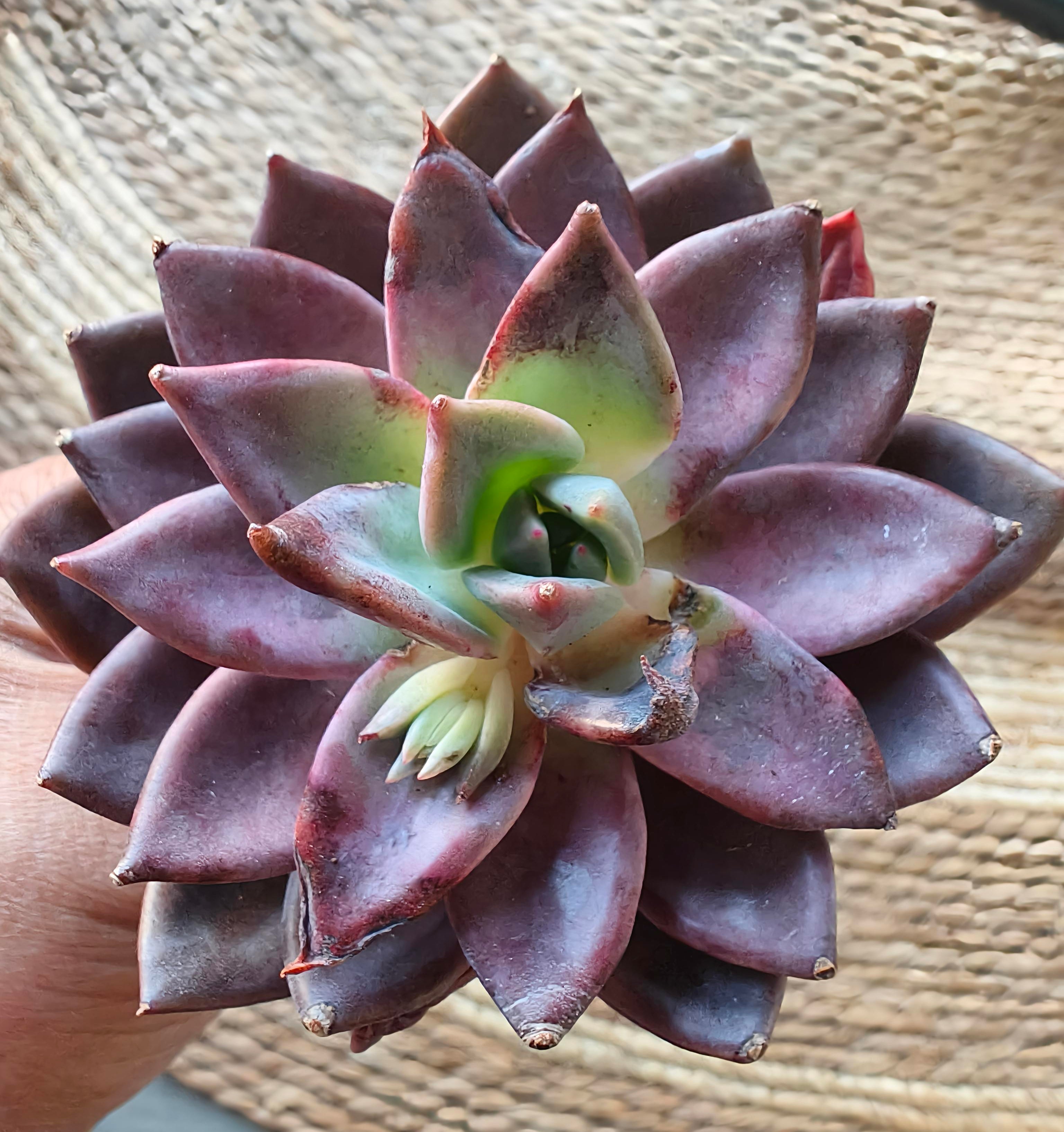Echeveria 'Purple Champagne' – Bare Root Succulent - SlowBloomGreens