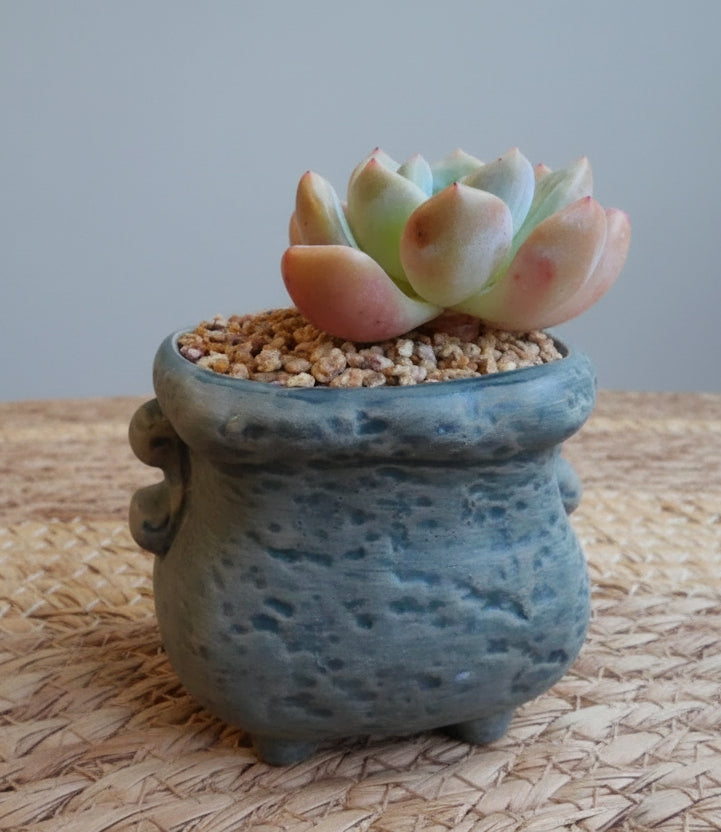 Rustic Bloom Succulent Planter – Echeveria 'Orange Monroe'