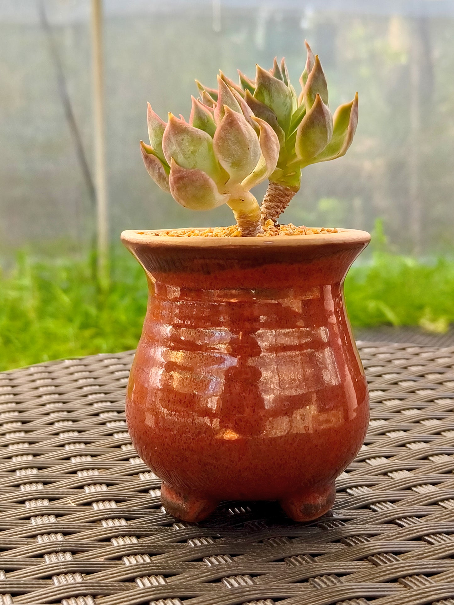 Succulent Rustica Mahogany Planter – Echeveria Peacockii - SlowBloomGreens