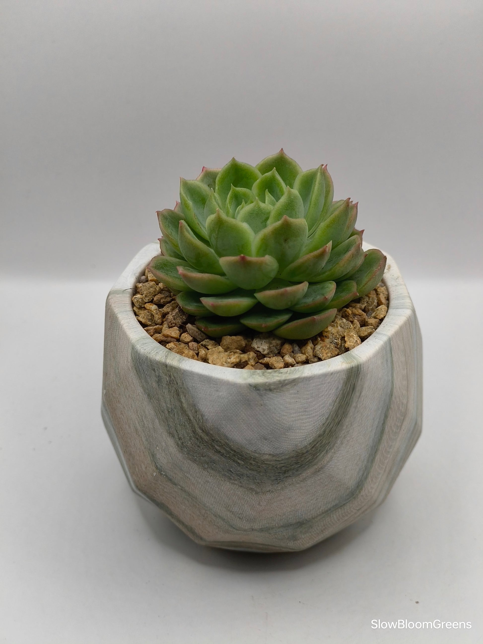 Succulent Classic Marble Earth Green Moss - SlowBloomGreens