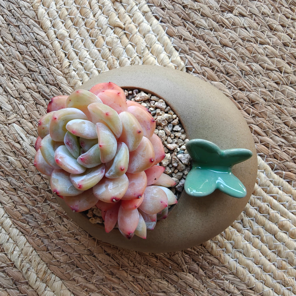 Succulent Butterfly Planter – Echeveria 'Orange Monroe'