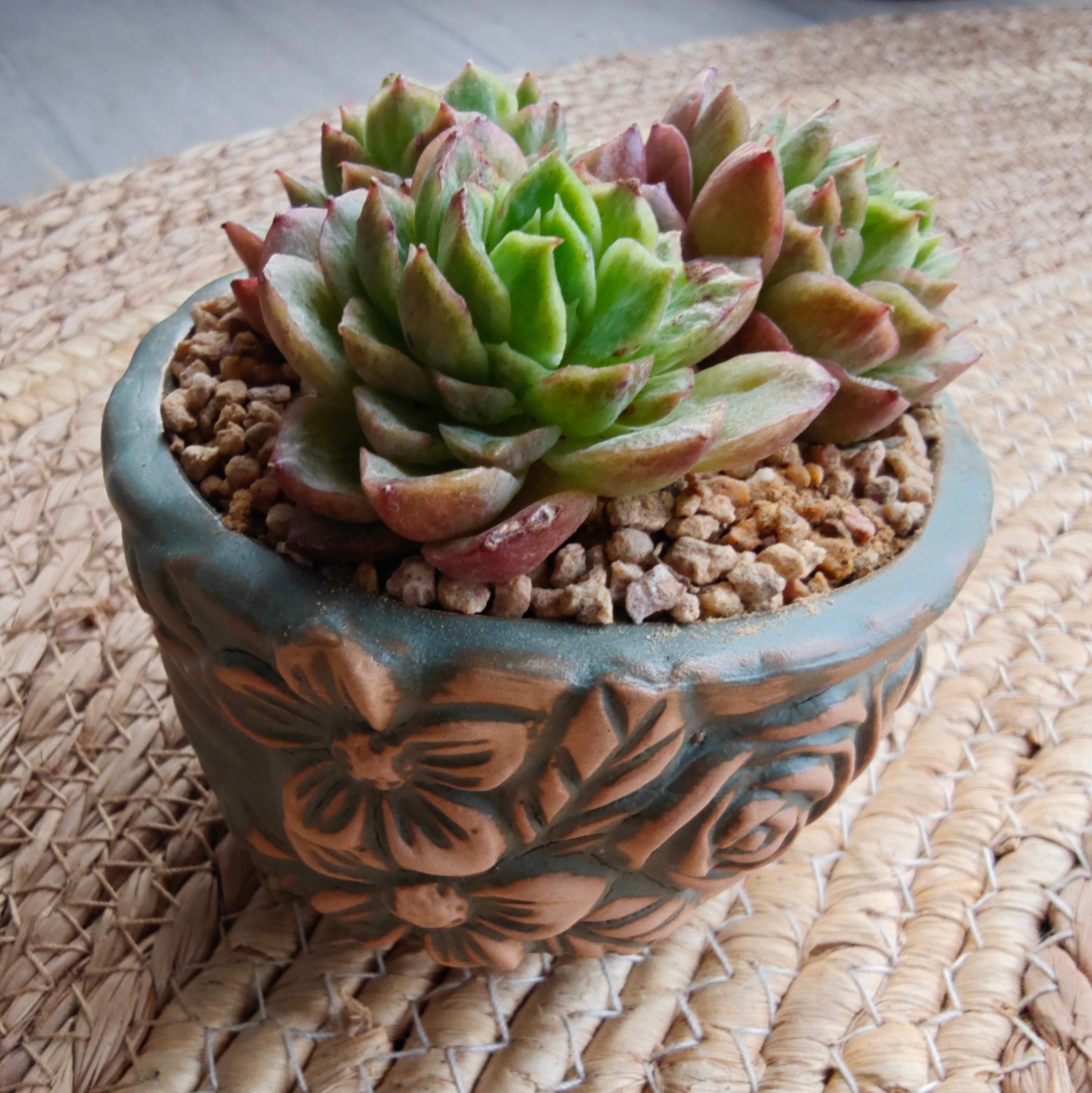 Vintage Teal Succulent Planter – Echeveria 'Lime n Chili'