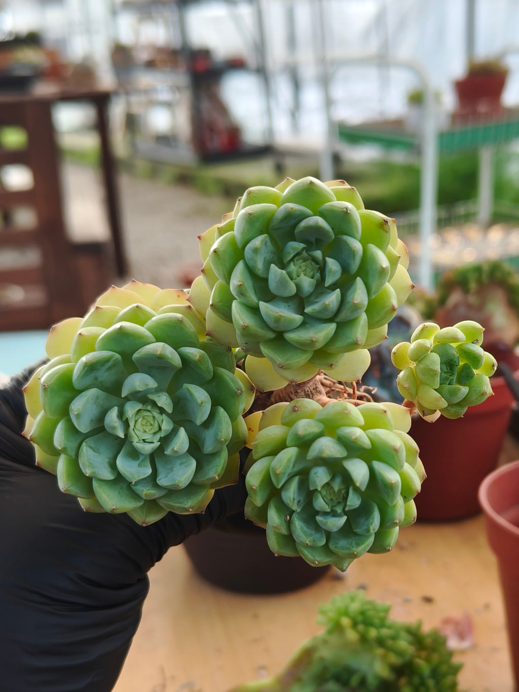 Succulent Starter Planter - Echeveria 'Lime n Chili' - SlowBloomGreens