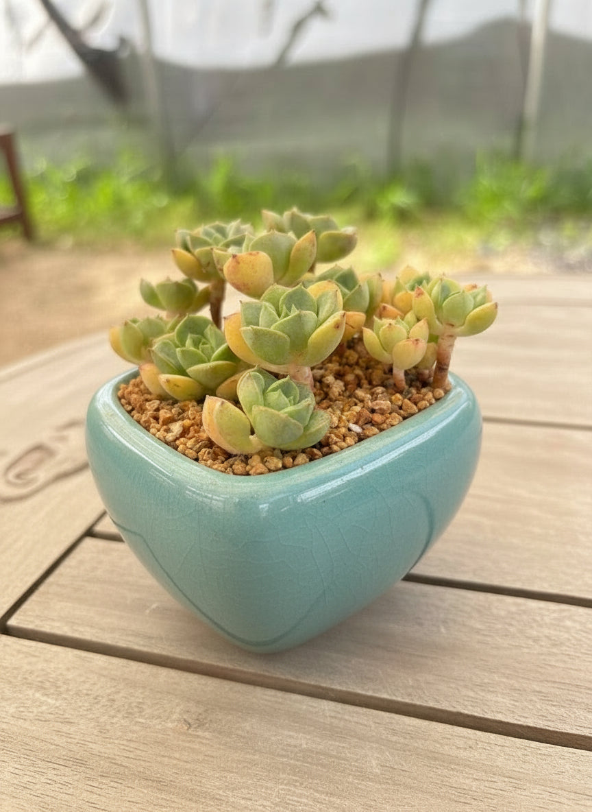 Succulent Zen Square Pastel Green Planter – Echeveria - SlowBloomGreens