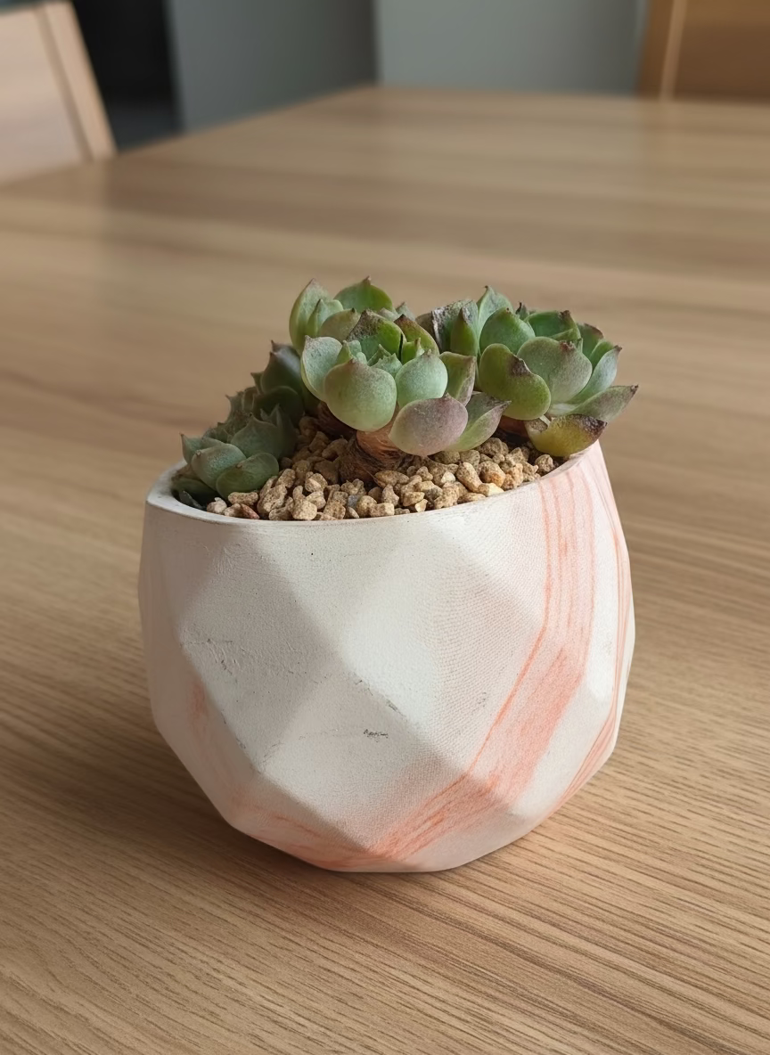 Succulent Classic Marble Orange Planter – Echeveria Elegans