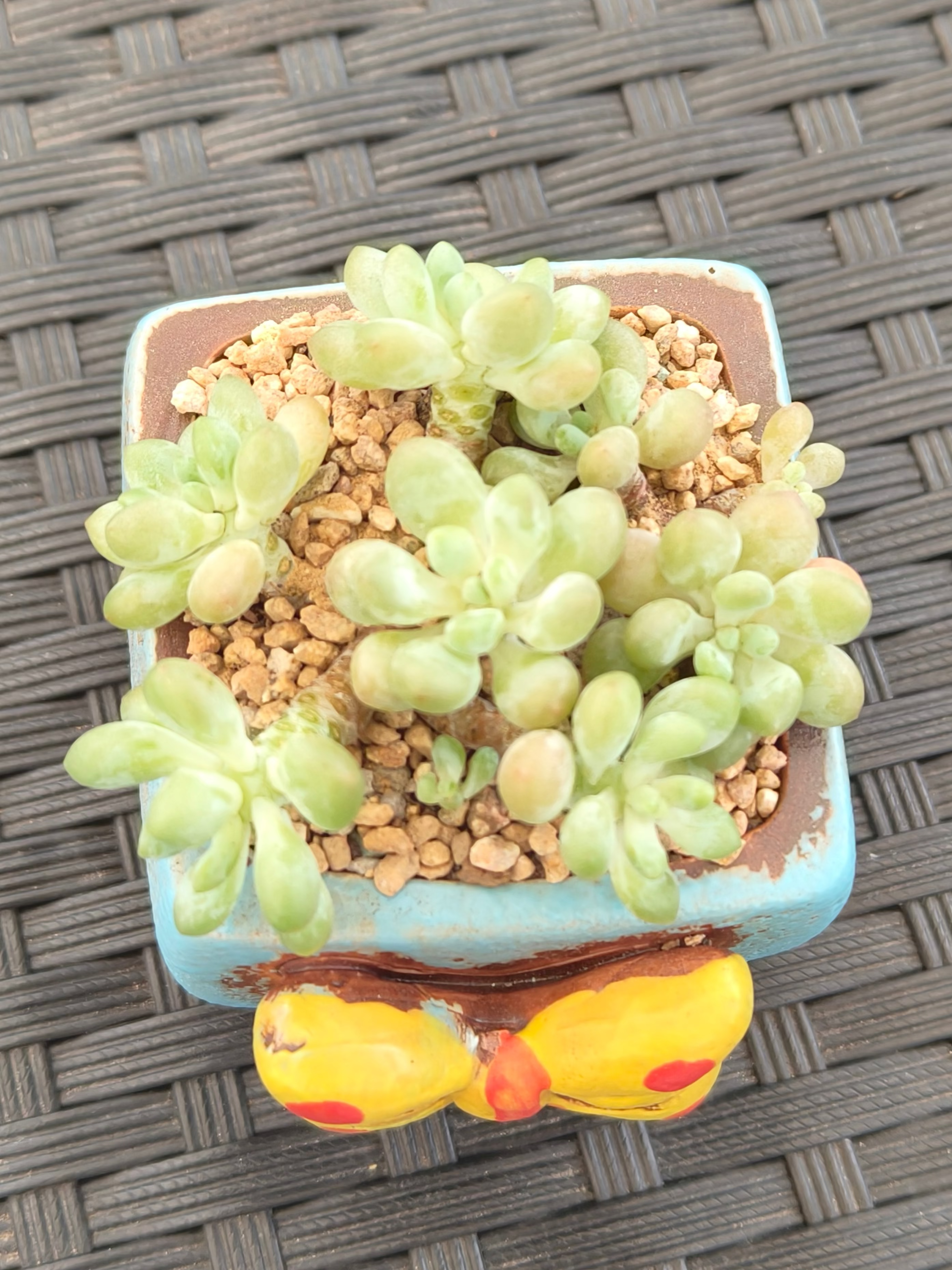 Succulent Festive Yellow Bow Square Planter – Tiscalatengo gorge sedum - SlowBloomGreens