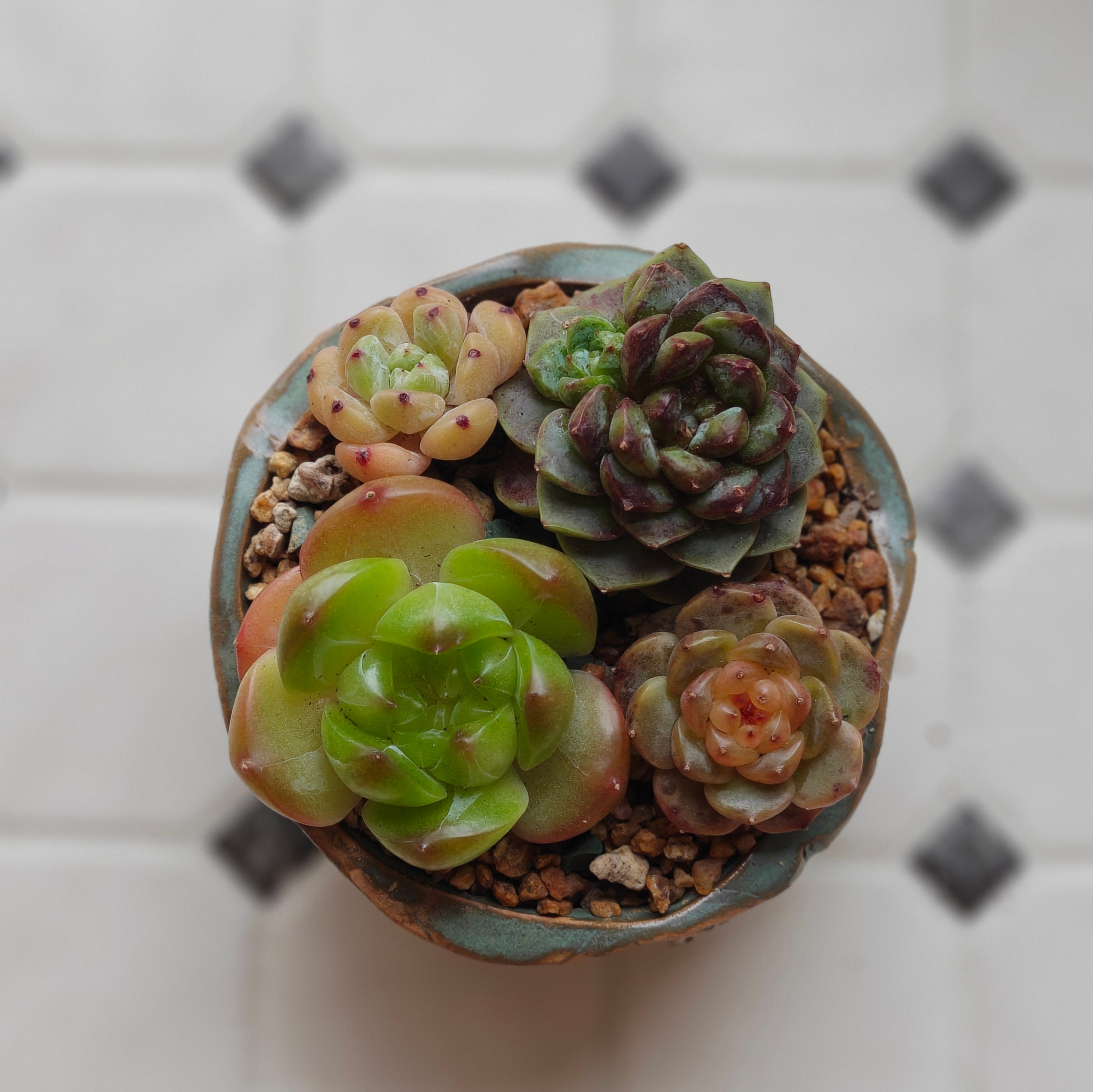 Vintage Teal Succulent Planter – Assorted Succulents