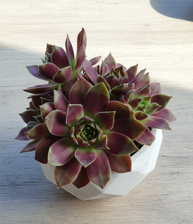 Classic Marble Gold Planter – Sempervivum 'Stansfieldii' (Hens & Chicks') - SlowBloomGreens