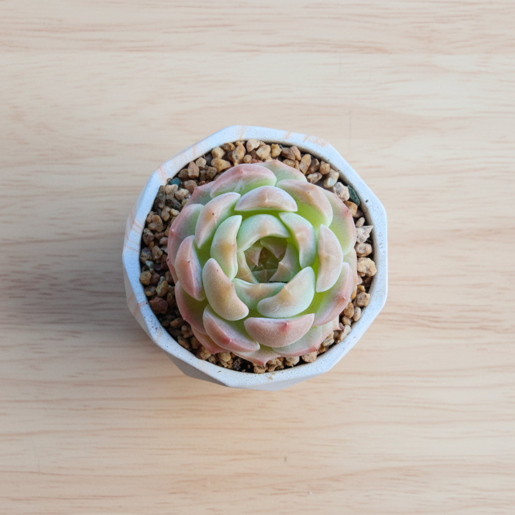 Classic Marble Orange Planter – Echeveria hybrid - SlowBloomGreens