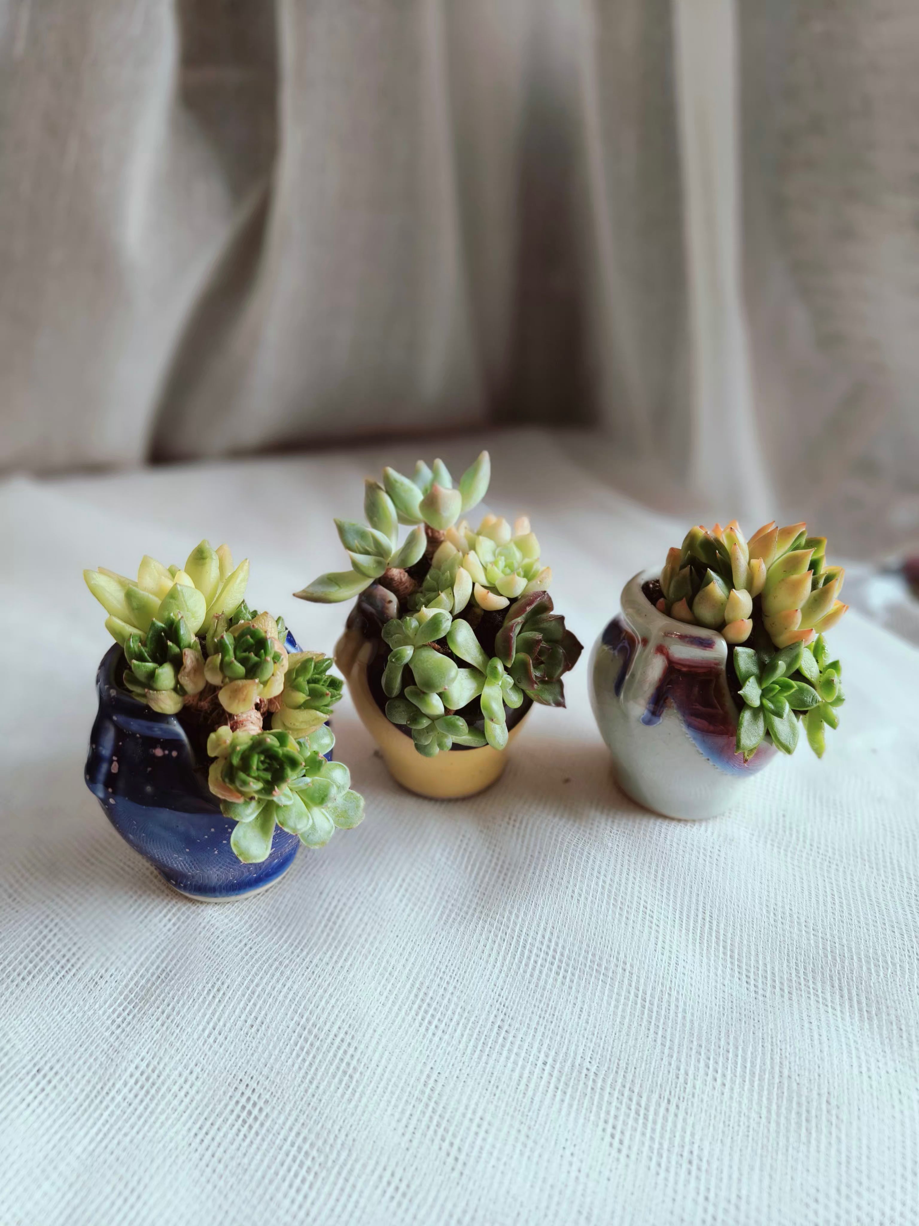 Succulent Sakura Blue - Sedum Lucidum - SlowBloomGreens