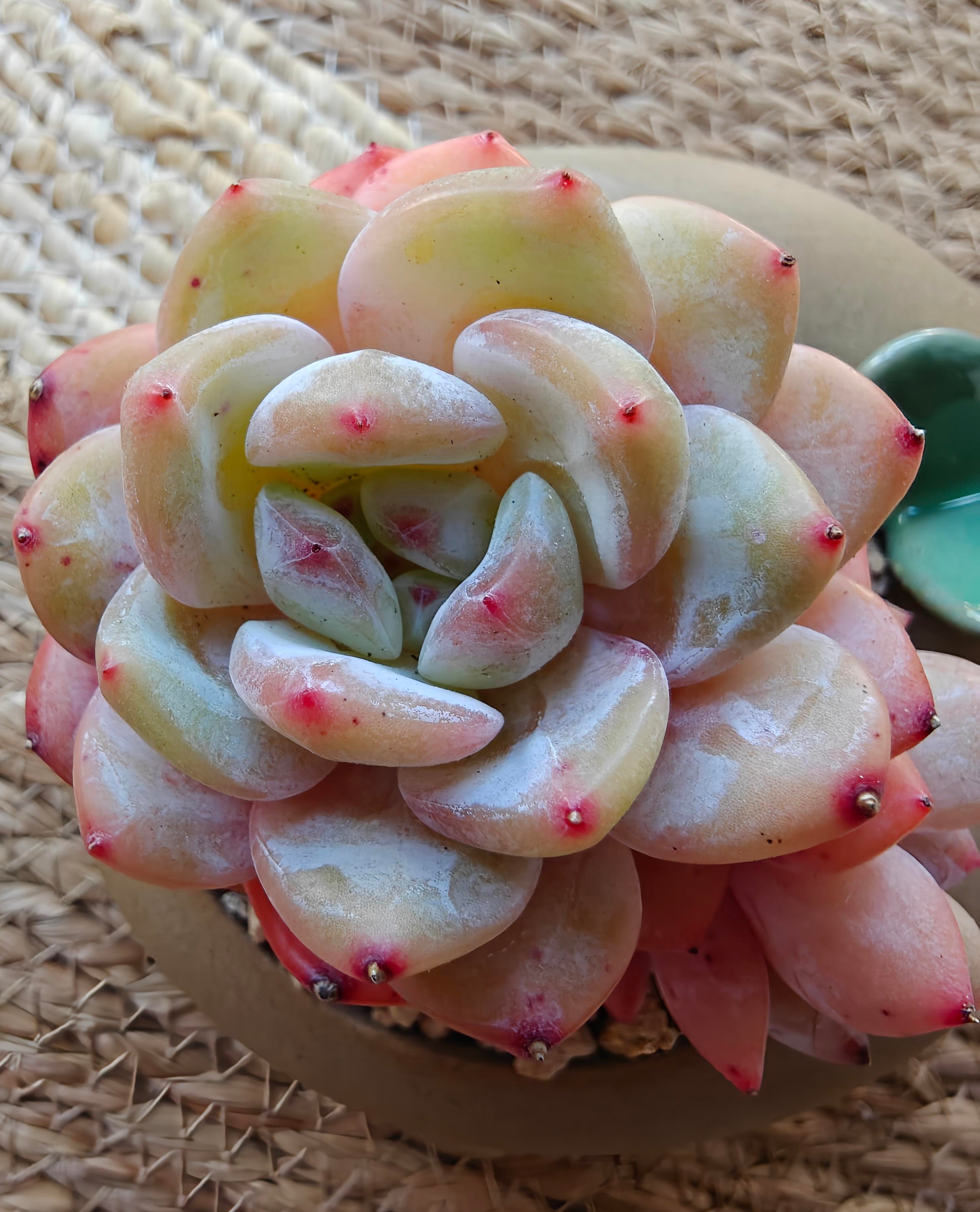 Succulent Butterfly Planter – Echeveria 'Orange Monroe'