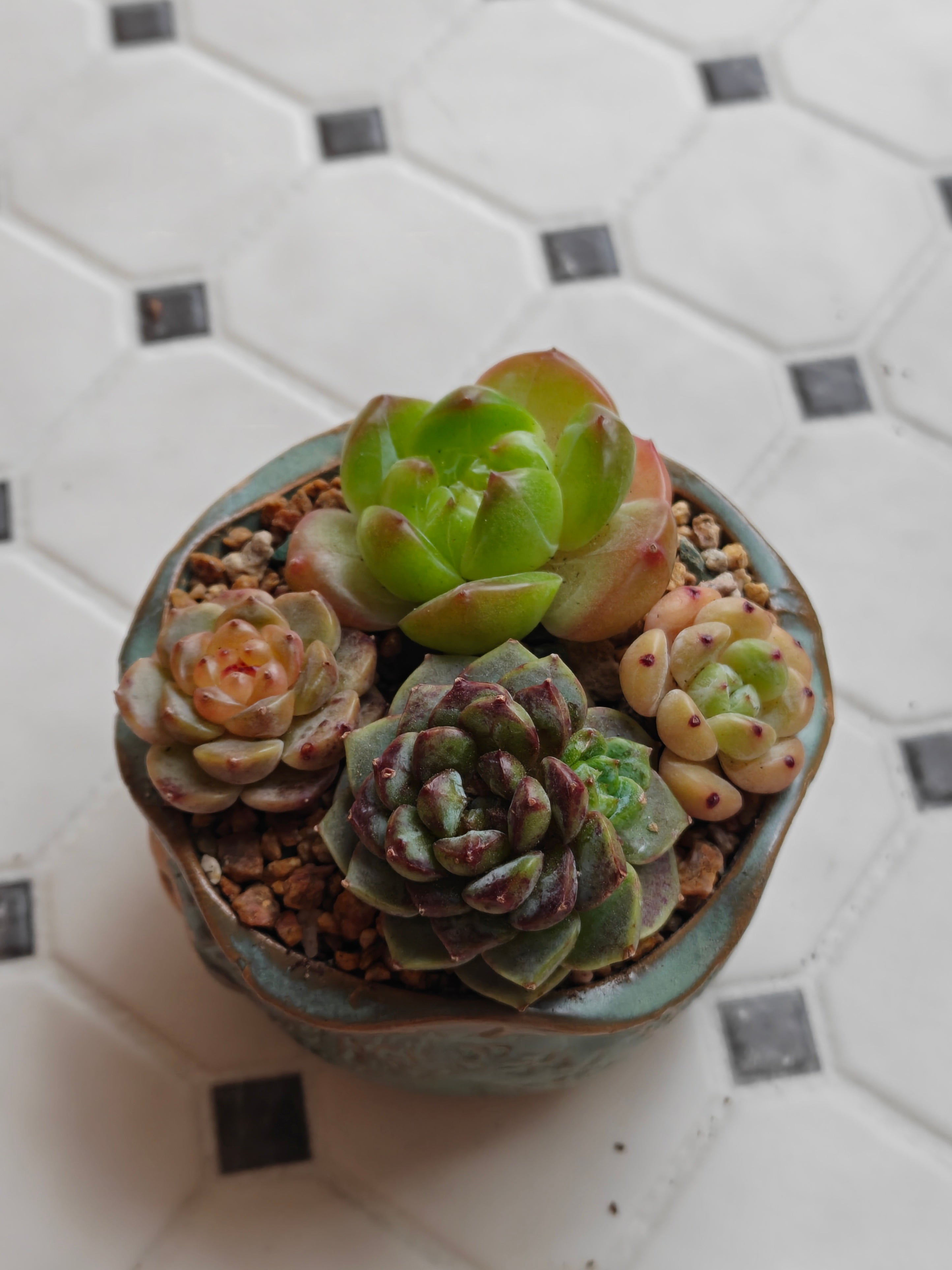 Vintage Teal Succulent Planter – Assorted Succulents