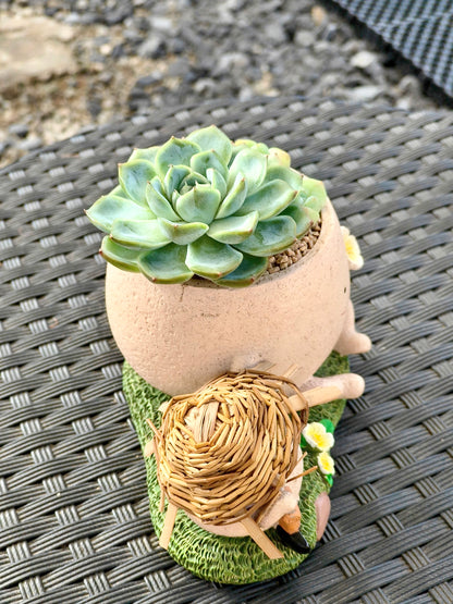 Succulent Buddies Planter - Echeveria+ 3 chubby Ice Green
