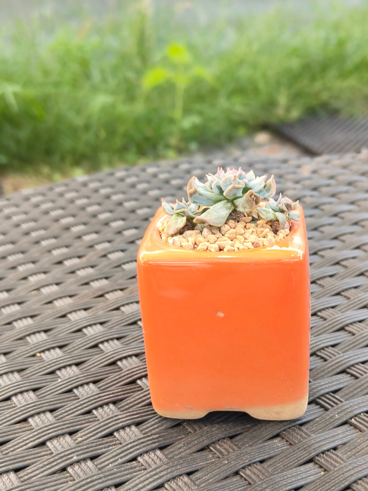 Succulent Floral Charm Orange Mini Planter – Echeveria 'Cubic Frost' (Botle tree)