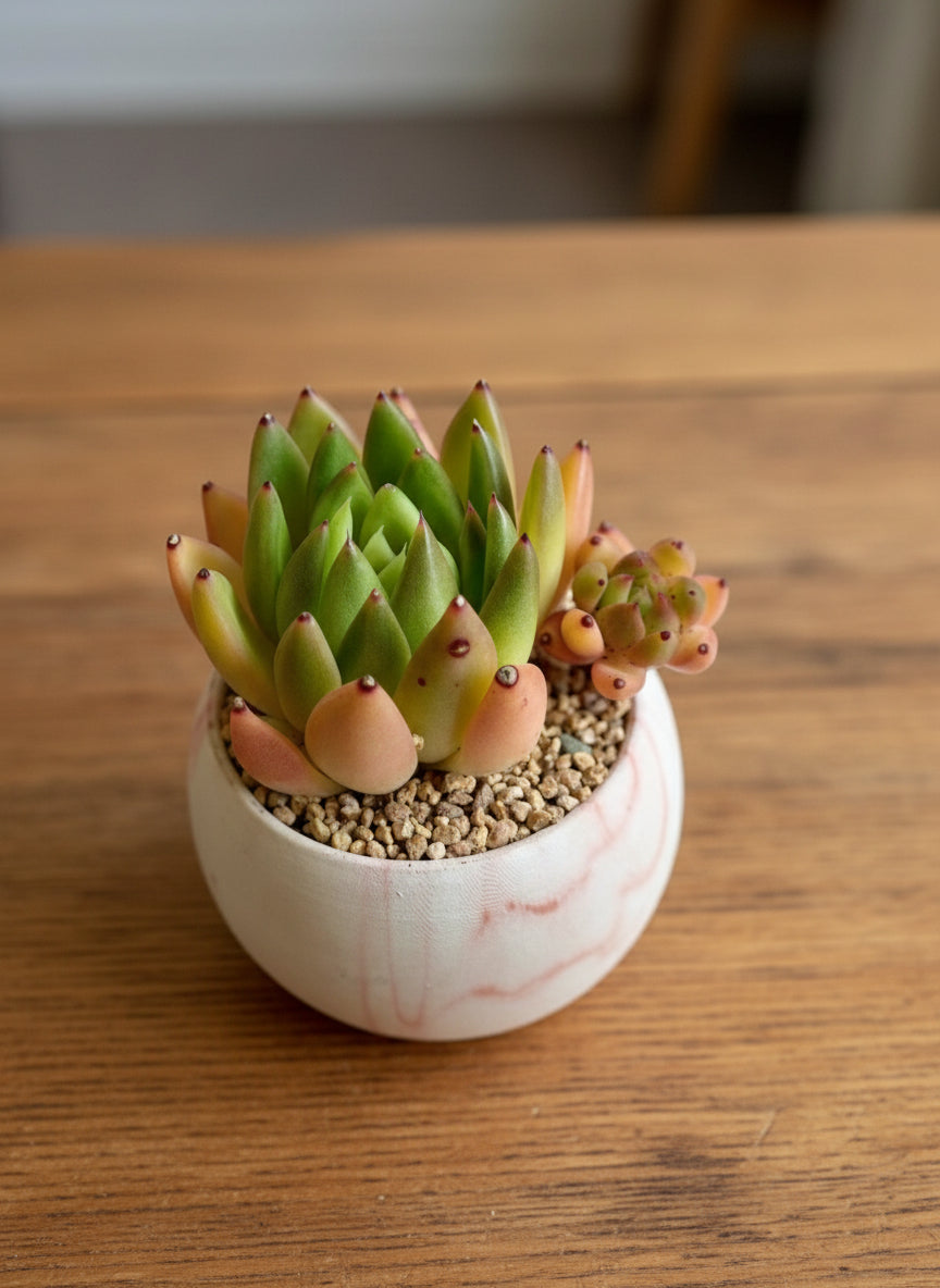 Succulent Elegant Round Orange Planter – Lipstick Echeveria - SlowBloomGreens