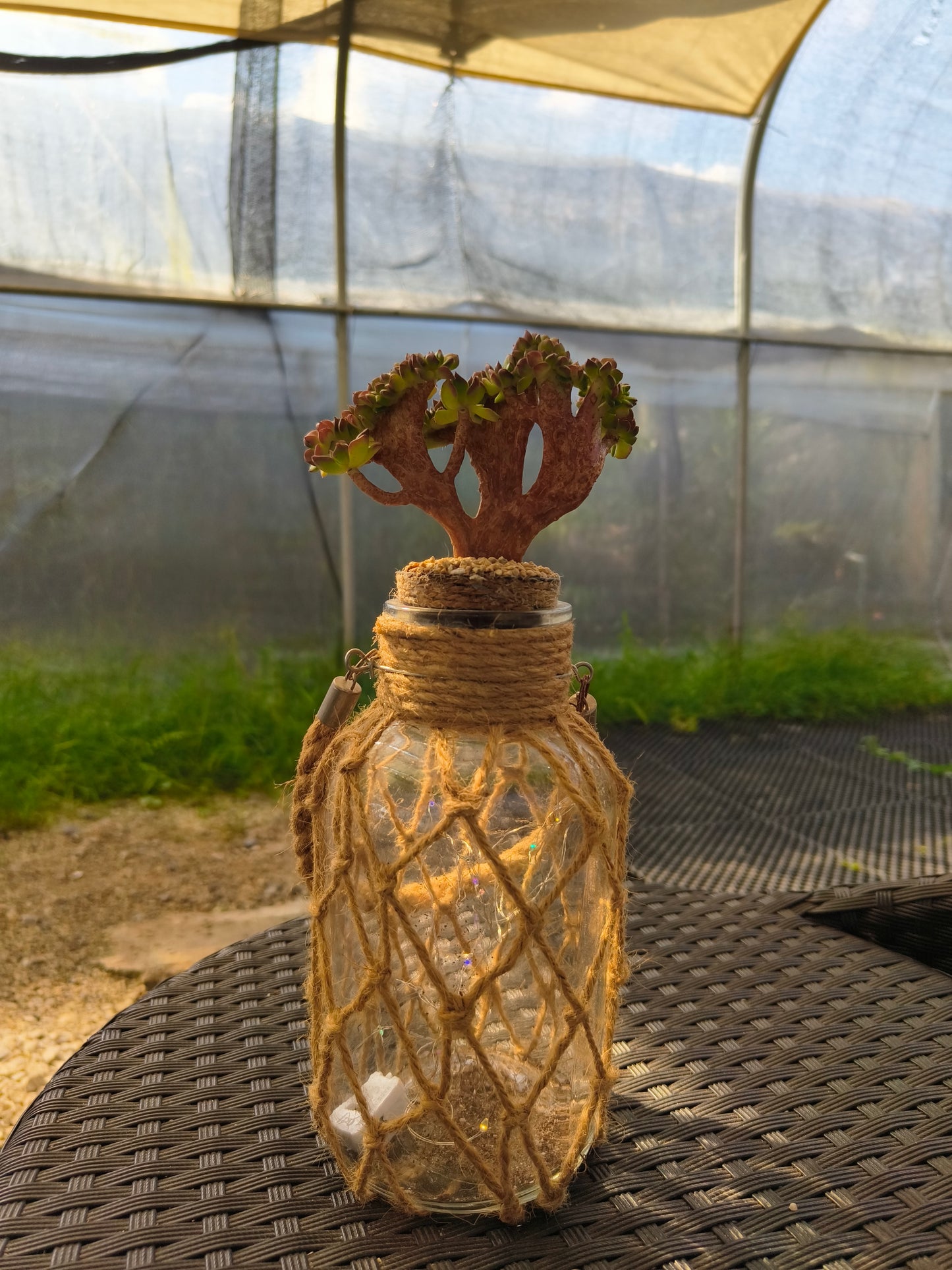 Succulent Retro Hemp Rope Vase - Sedeveria 'Letizia' crista