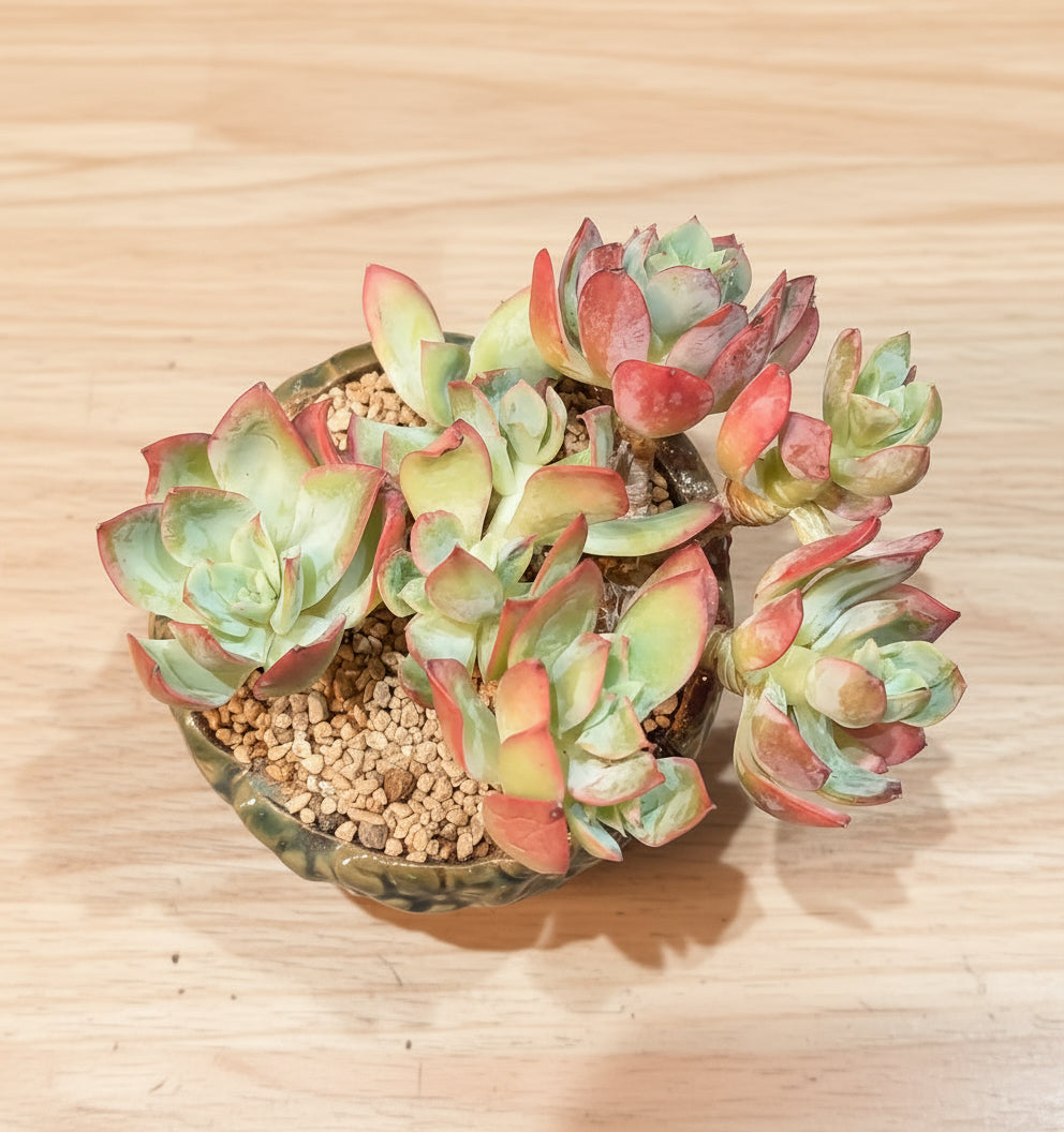 Succulent Rustica Flora Planter – Echeveria 'Silk Veil' - SlowBloomGreens