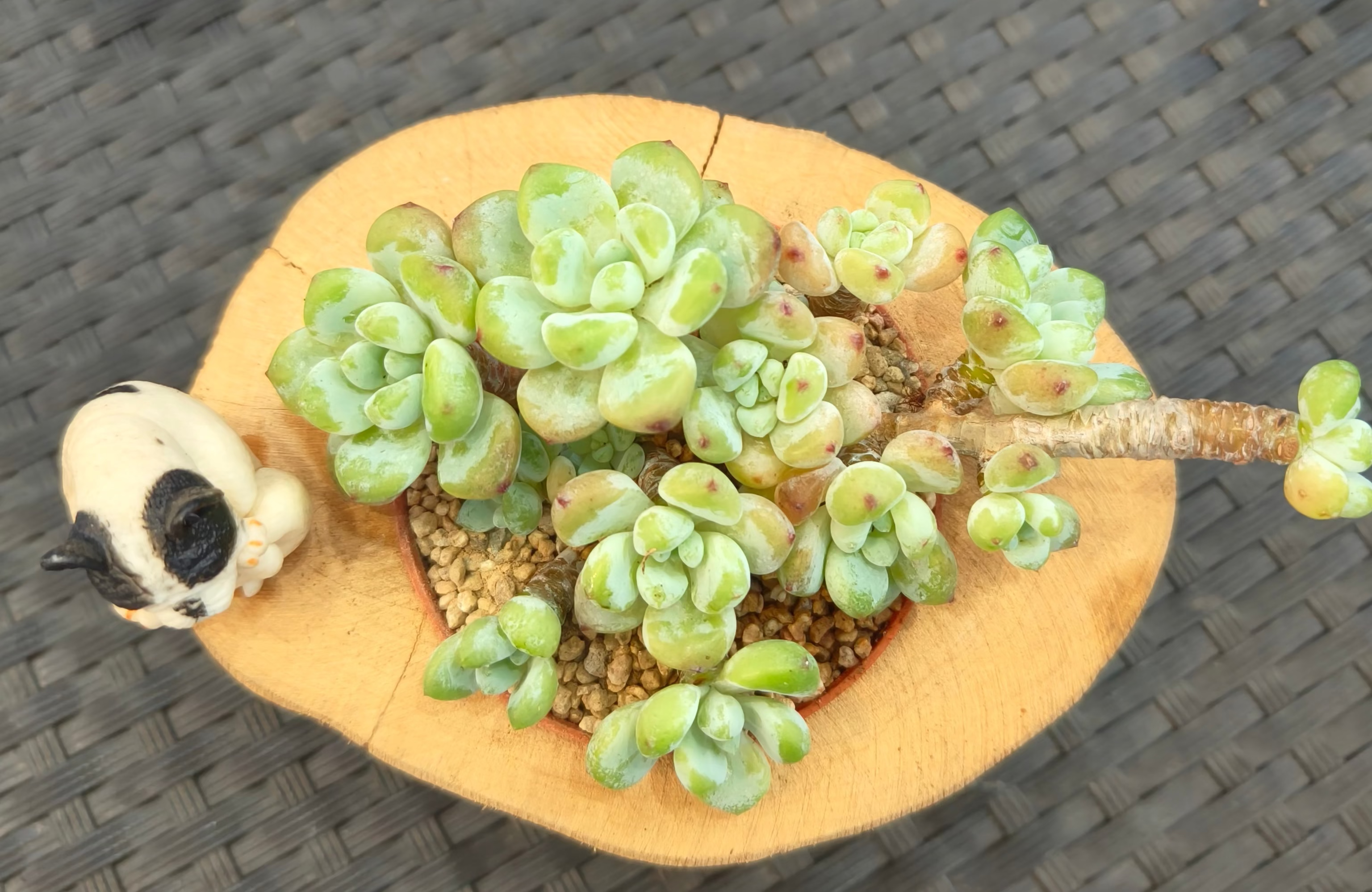 Succulent Bulldog on Woodland Log – Tiscalatengo Gorge Sedum - SlowBloomGreens