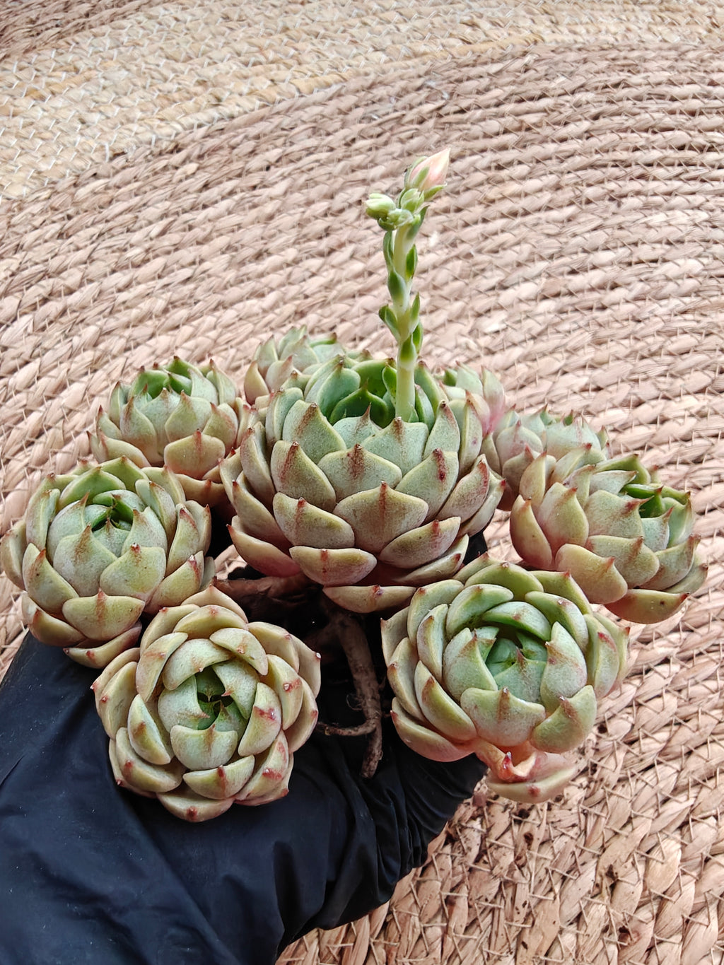 Bare Root Succulent - Echeveria 'Ben Badis' Cluster
