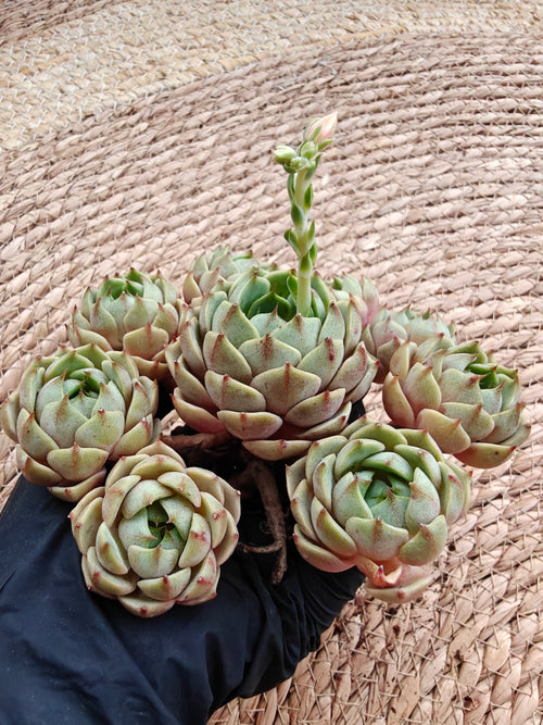 Bare Root Succulent - Echeveria 'Ben Badis' Cluster