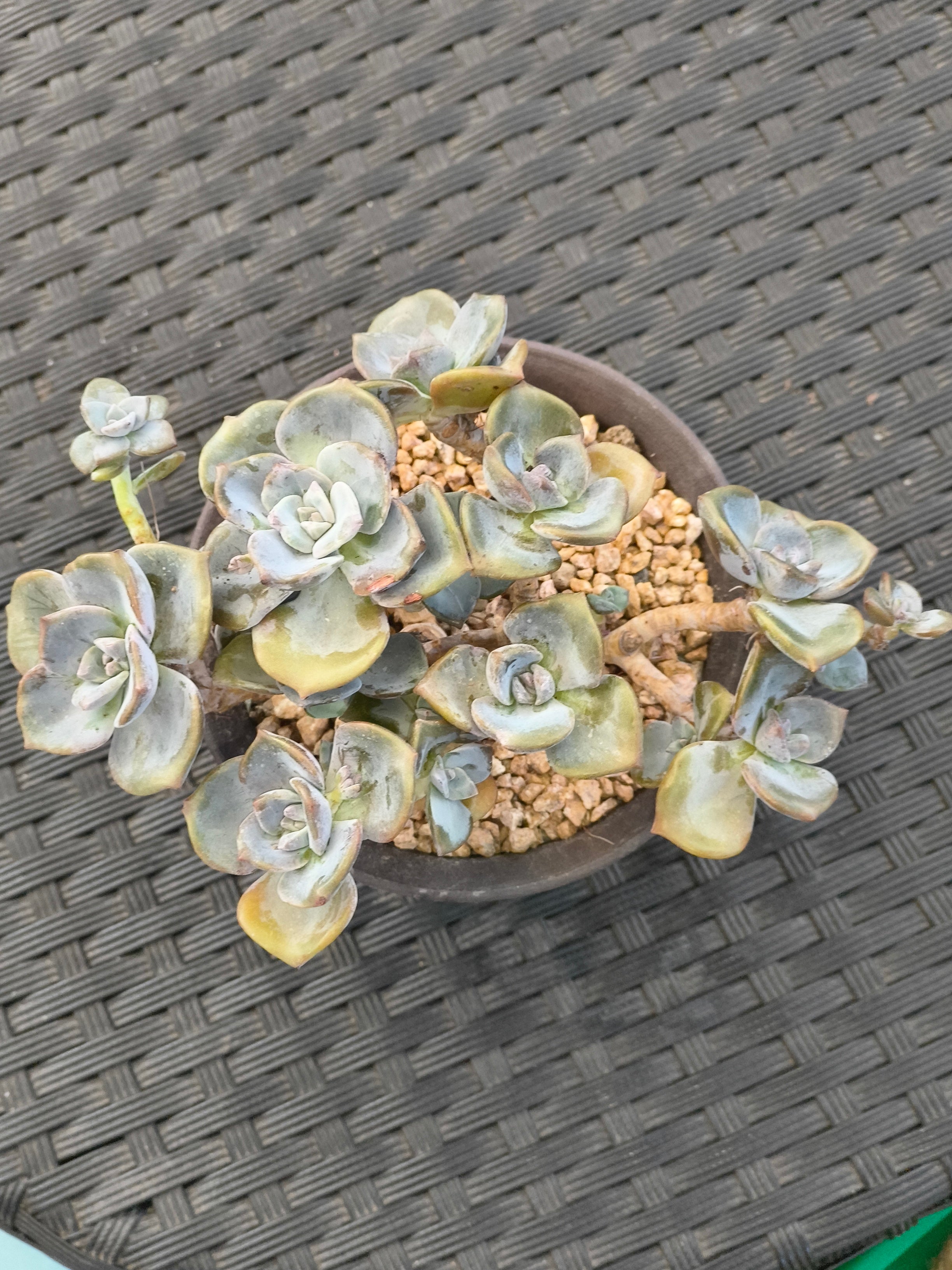 Succulent Starter Planter - Graptopetalum ‘Purple Delight’ - SlowBloomGreens