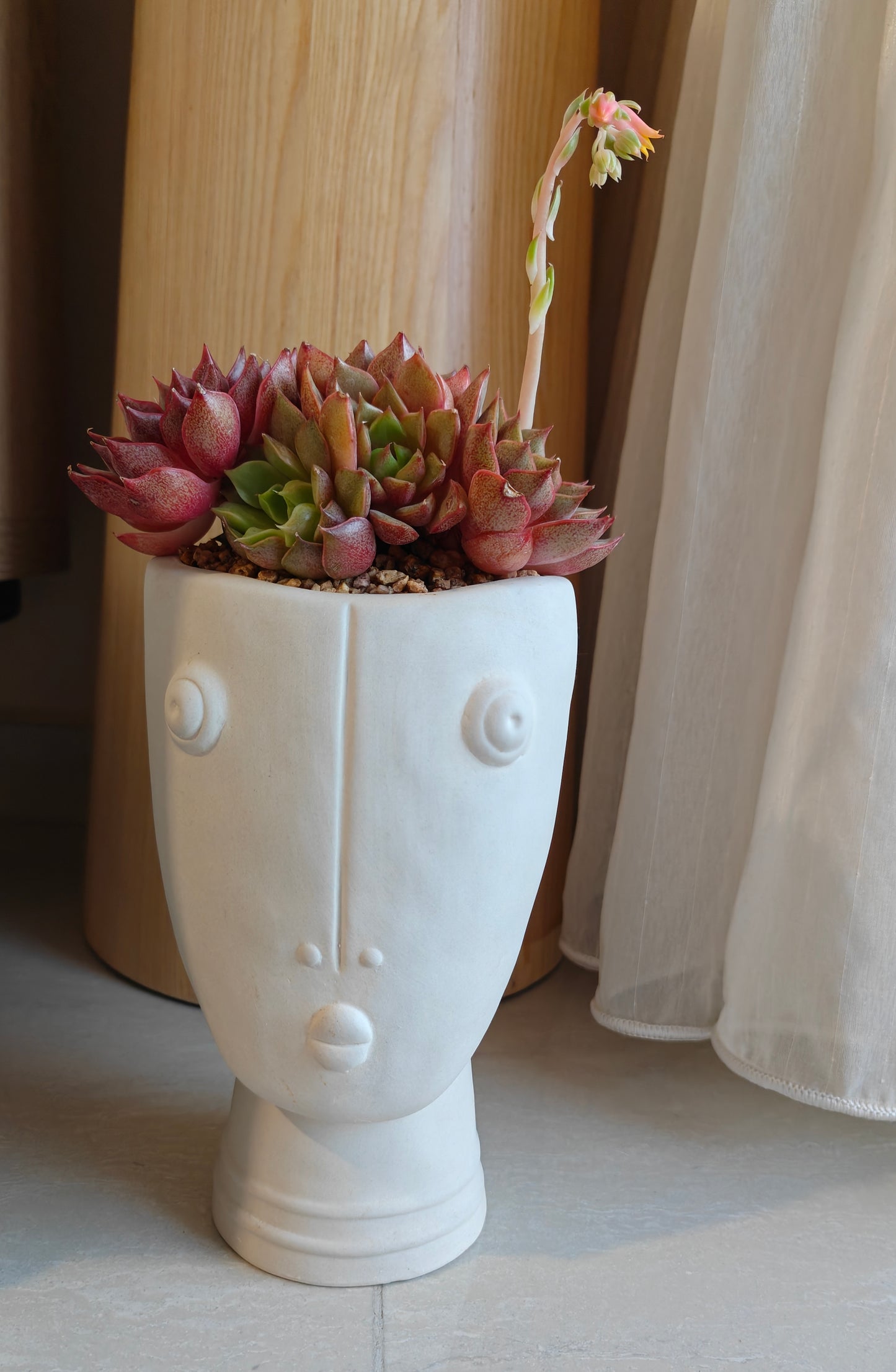 Succulent Serene Muse Face Planter – Echeveria Agavoides (4-Headed Blooming) - SlowBloomGreens