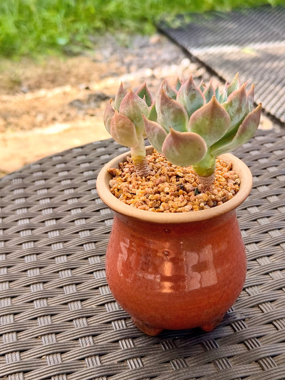 Succulent Rustica Mahogany Planter – Echeveria Peacockii - SlowBloomGreens