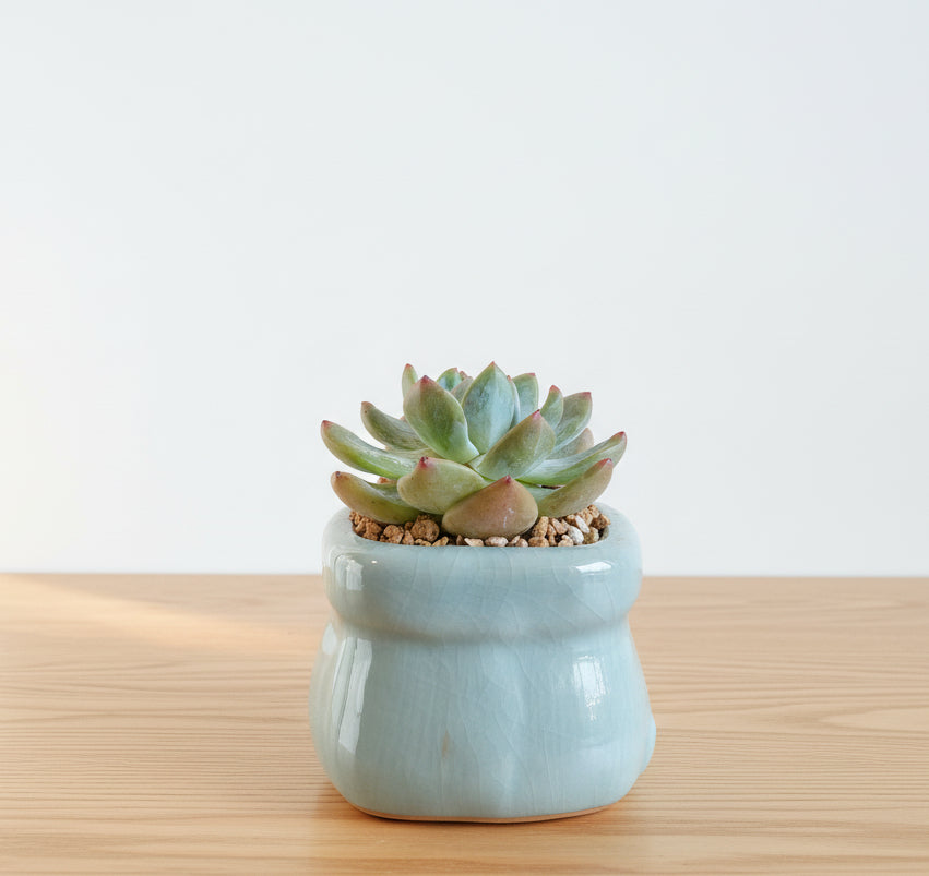 Succulent Glaze Square Baby Blue Planter – Echeveria Bluebird - SlowBloomGreens