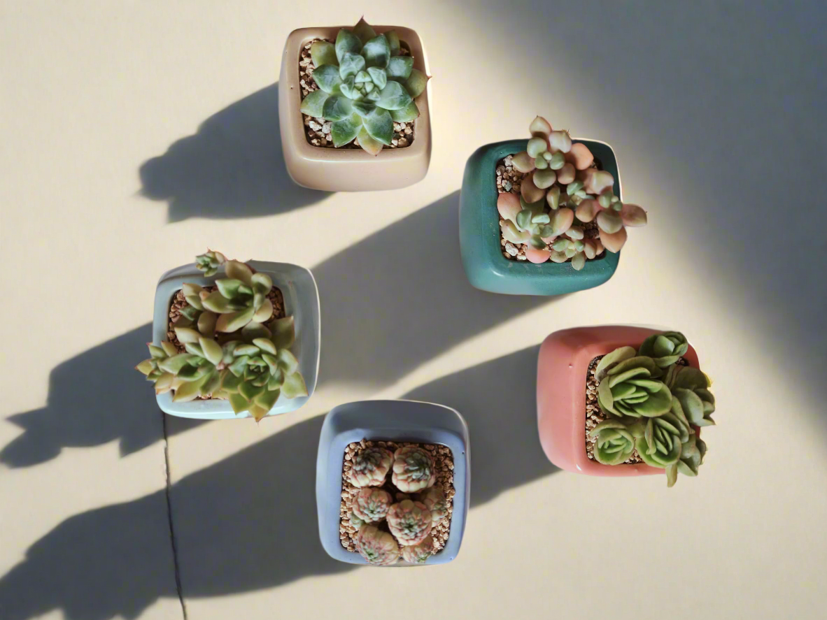 eautifully arranged Succulent Serene Square Pots