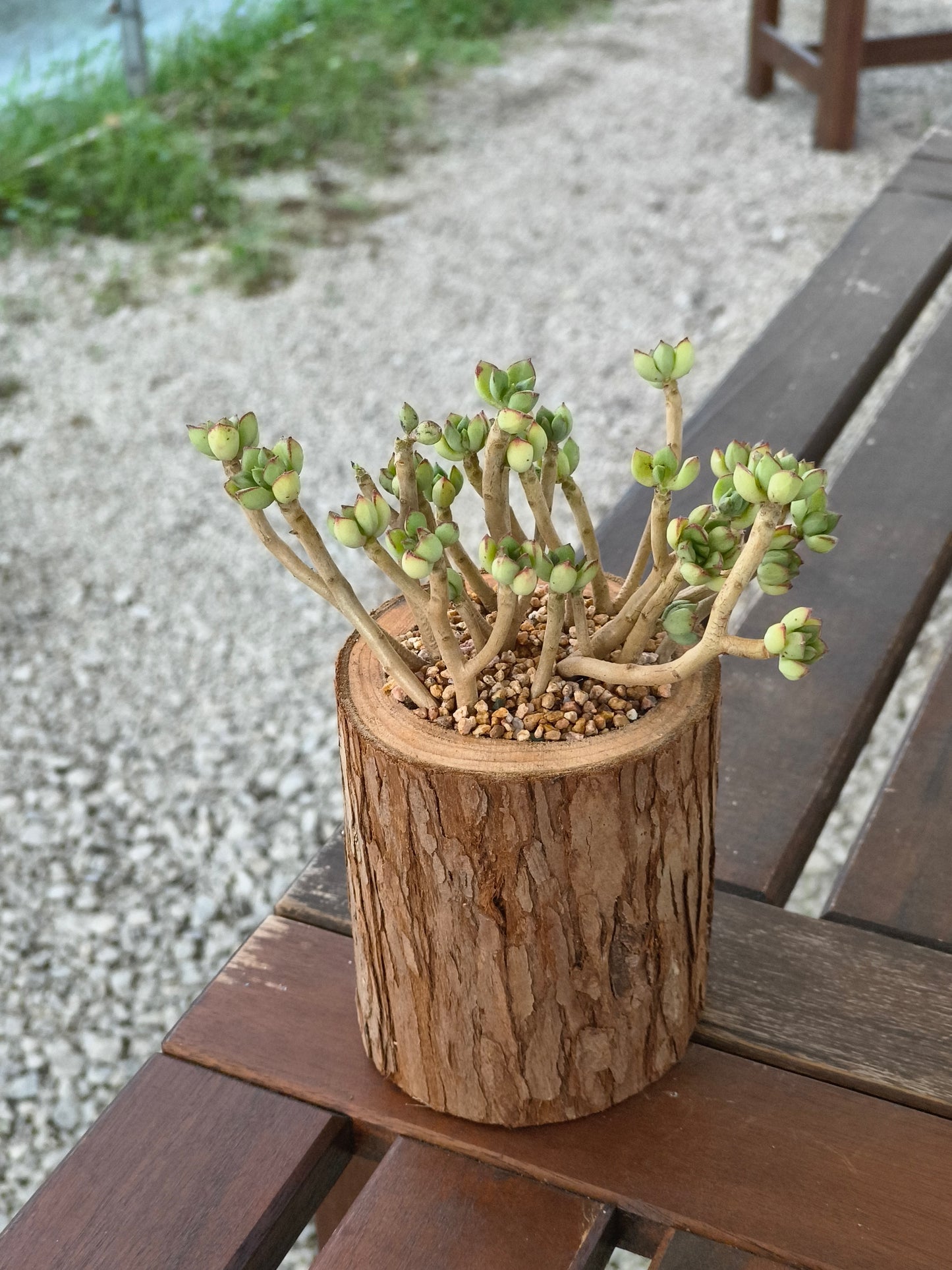Succulent Nature Log - Echeveria Supia
