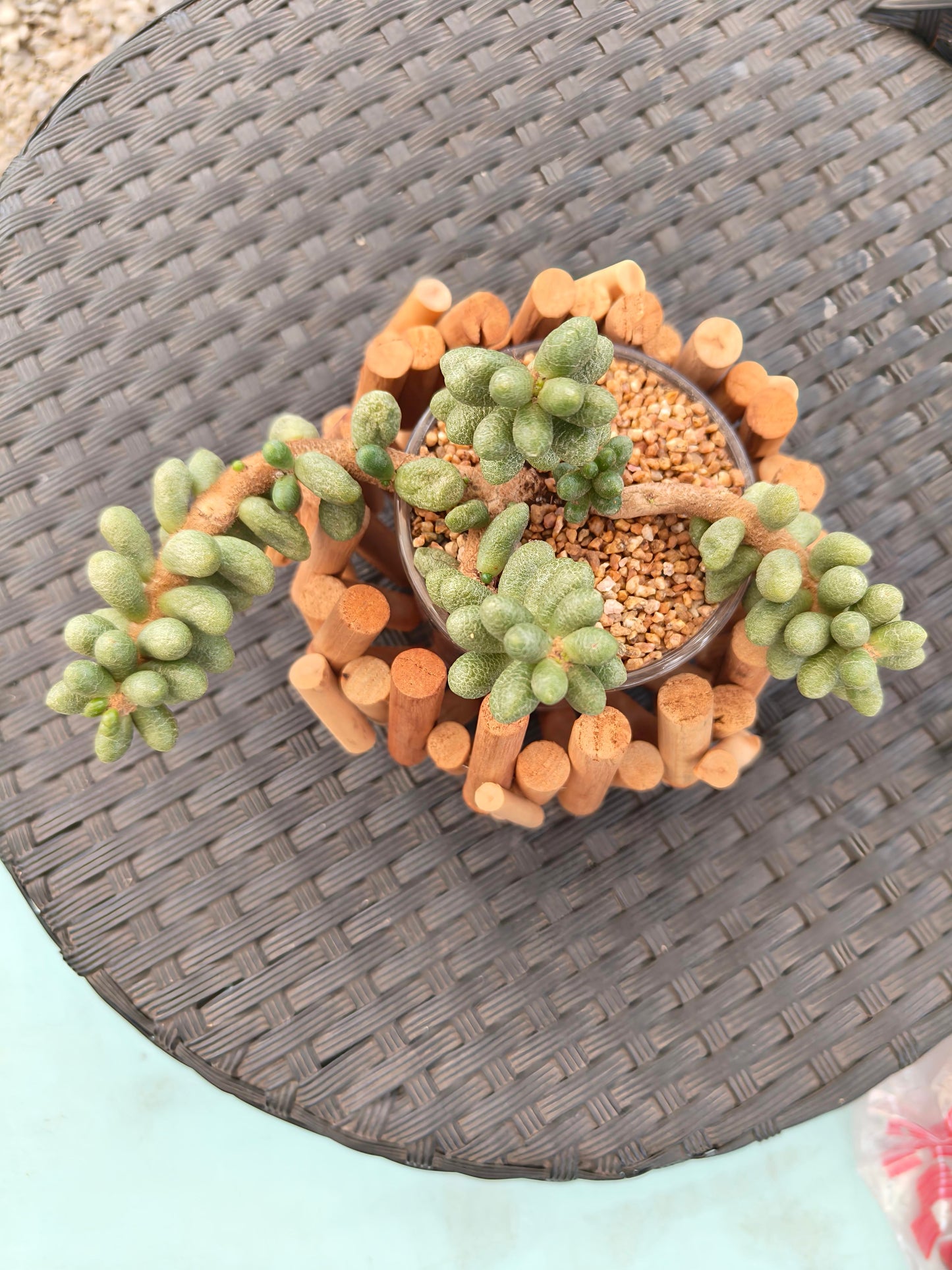 Succulent Quiet Grove Planter – Sedum Hernandezii *Rare
