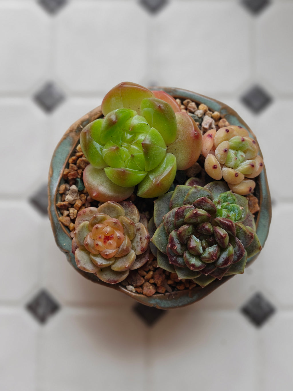 Vintage Teal Succulent Planter – Assorted Succulents - SlowBloomGreens