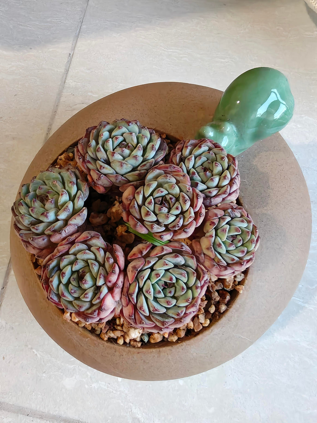 Succulent Snail Planter – Echeveria Minima (7-Headed Cluster) - SlowBloomGreens