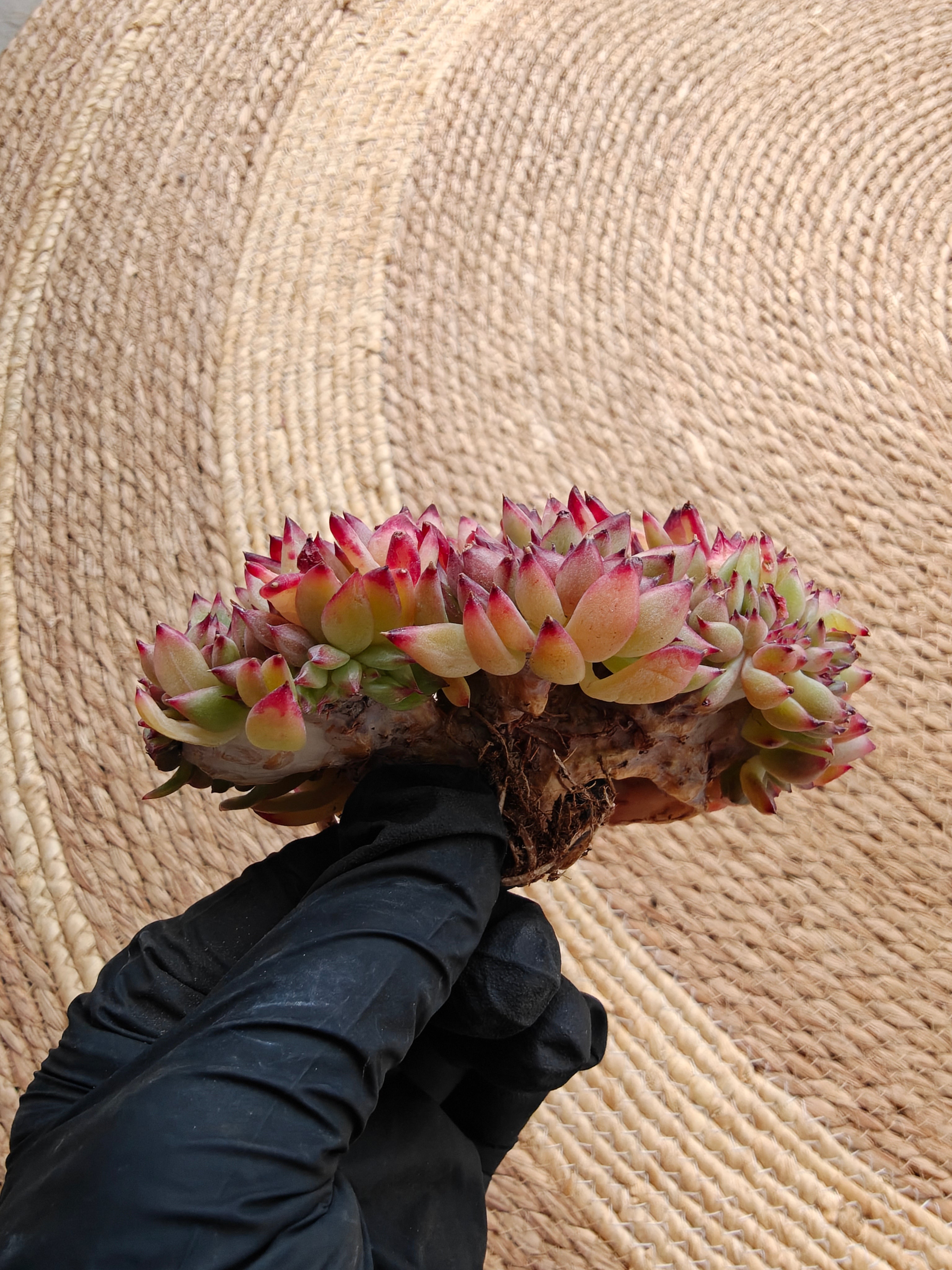 Cristata Echeveria ‘Ratam’ – Bare Root Succulent (R1)