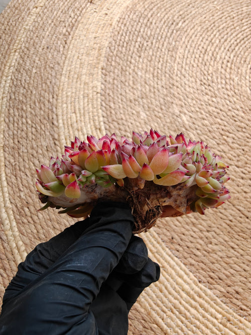 Cristata Echeveria ‘Ratam’ – Bare Root Succulent (R1)