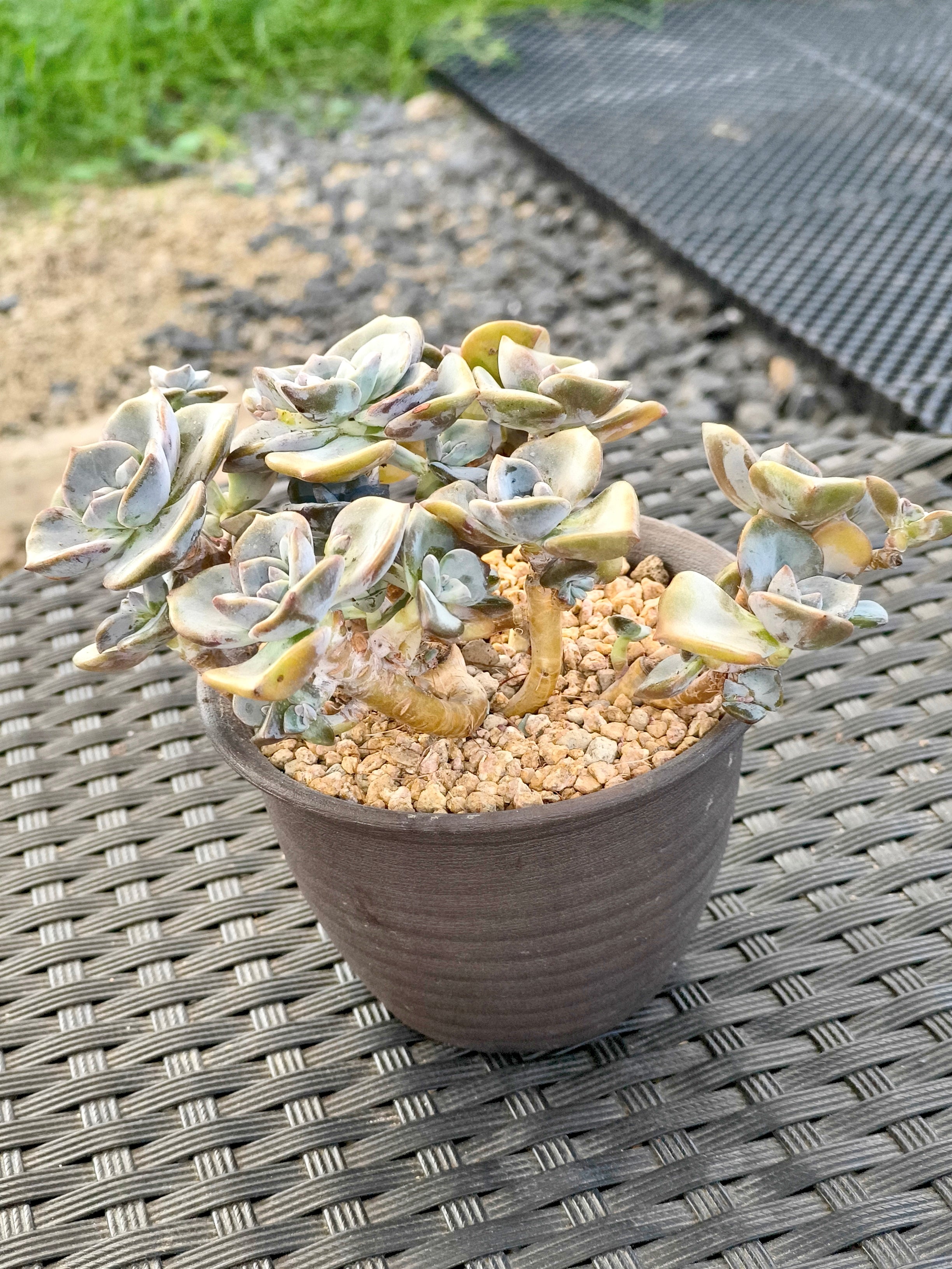 Succulent Starter Planter - Graptopetalum ‘Purple Delight’ - SlowBloomGreens
