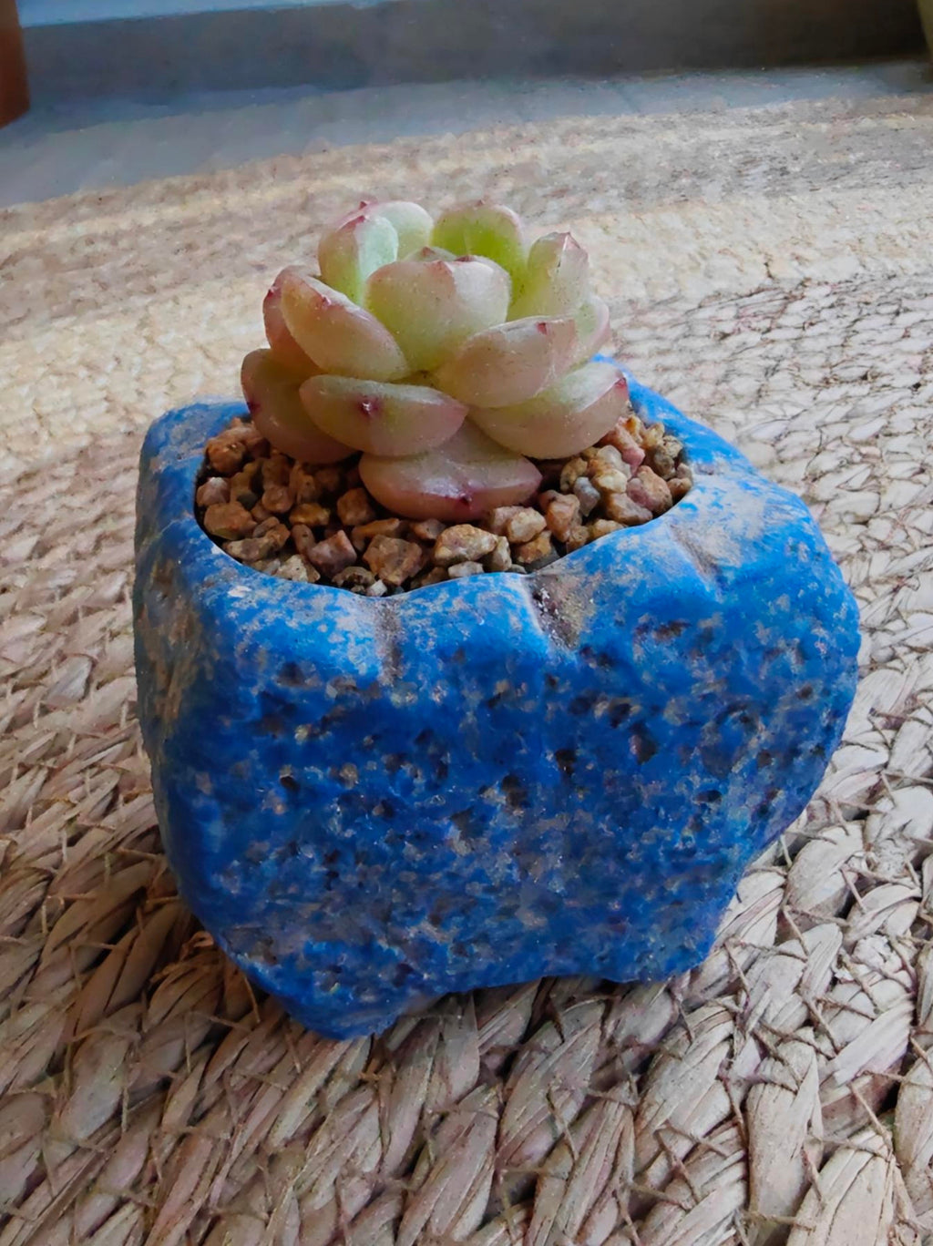 Rustic Bloom Succulent Planter – Echeveria hybrid - SlowBloomGreens
