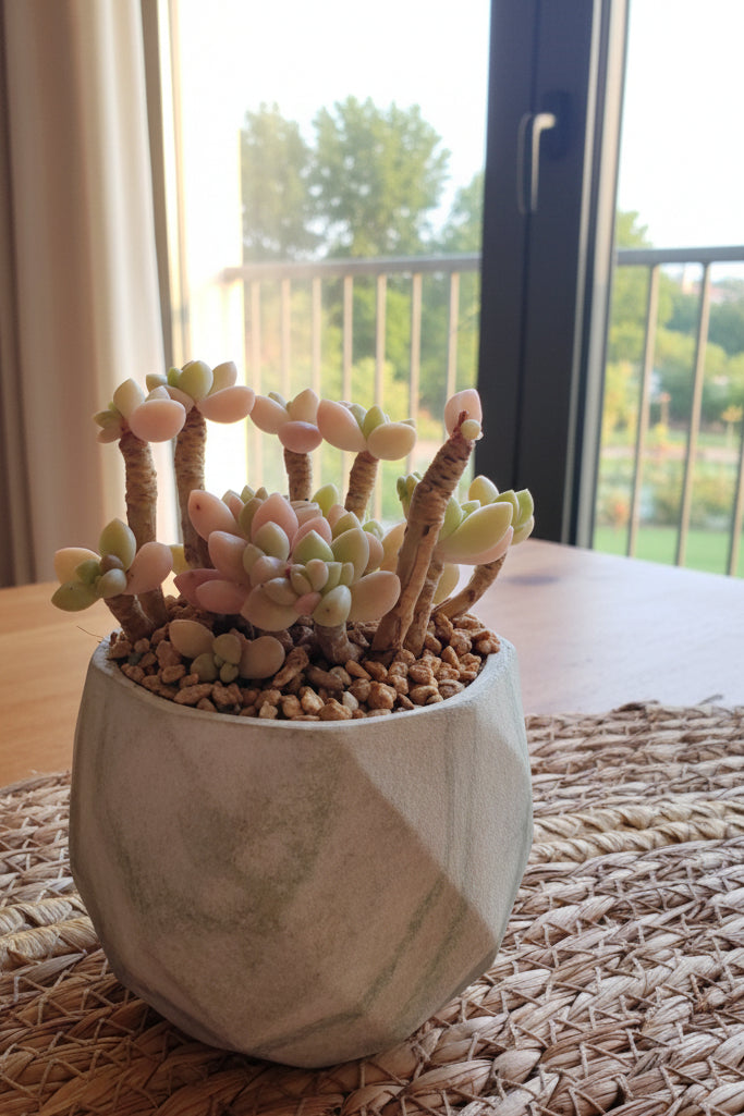Classic Marble Green Planter – Graptopetalum 'Mirinae' - SlowBloomGreens