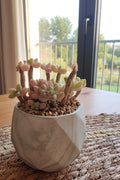 Classic Marble Green Planter – Graptopetalum 'Mirinae' - SlowBloomGreens